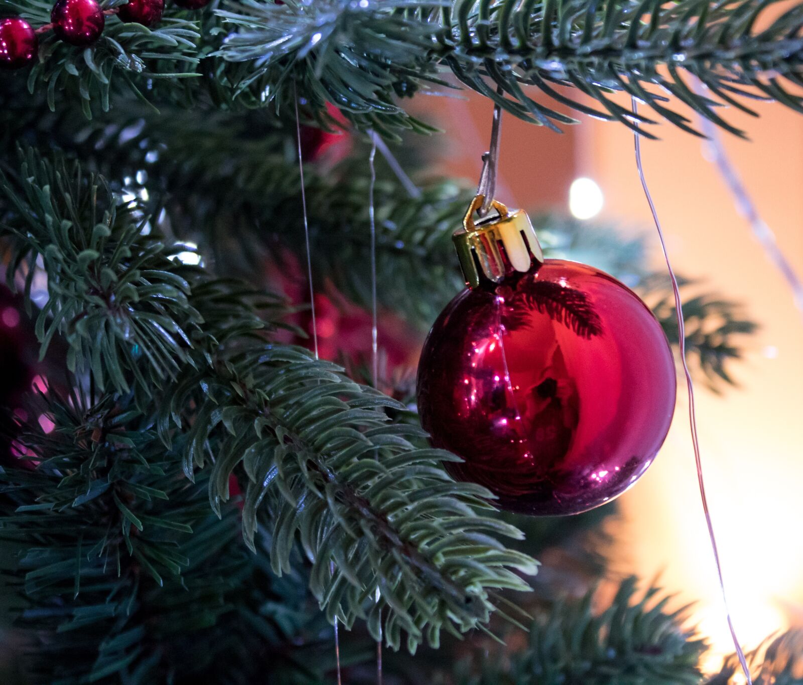 Canon EF-S 18-55mm F3.5-5.6 III sample photo. Christmas, winter, pinus photography