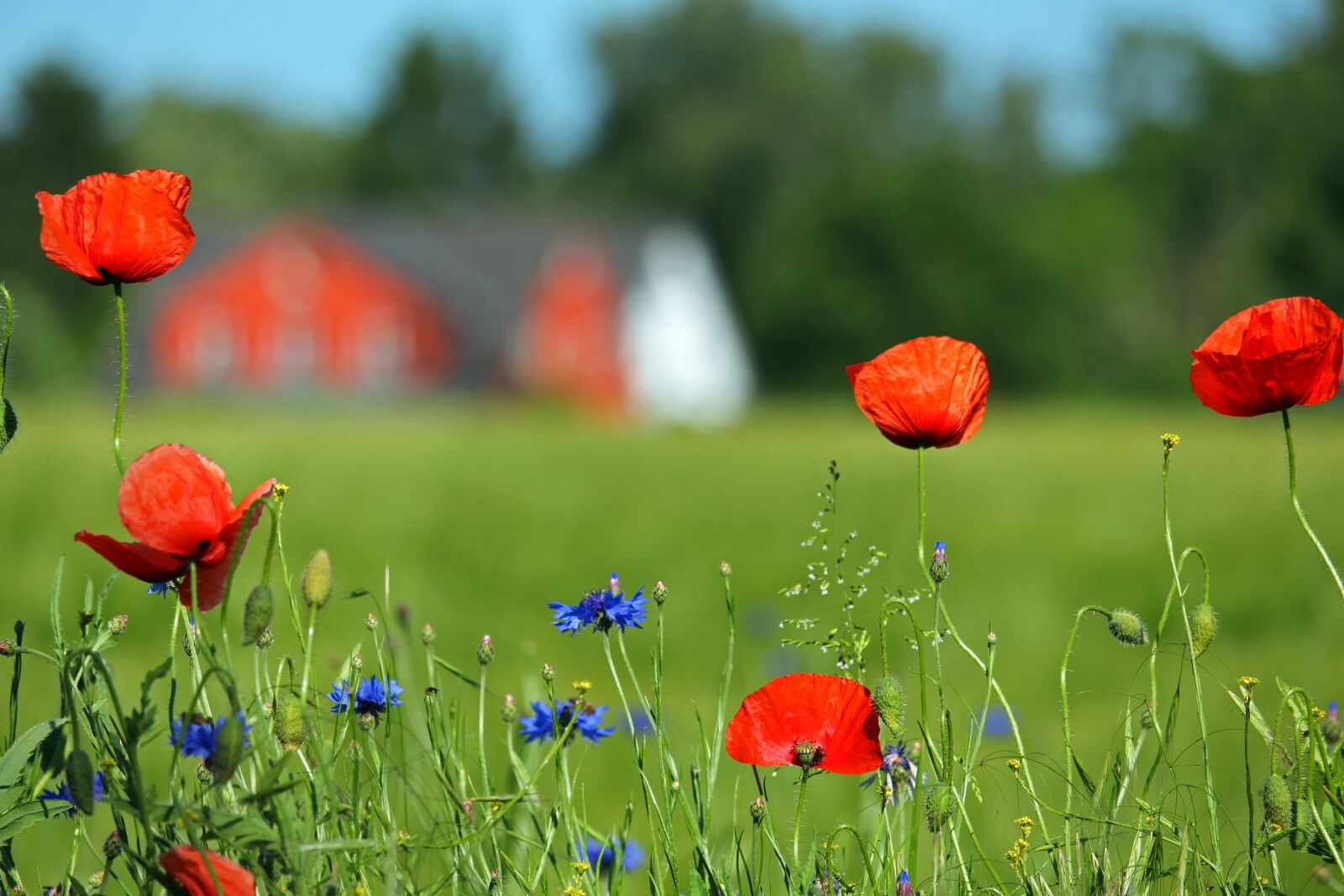 Canon EOS 700D (EOS Rebel T5i / EOS Kiss X7i) sample photo. Cornflowers, poppies, meadow photography