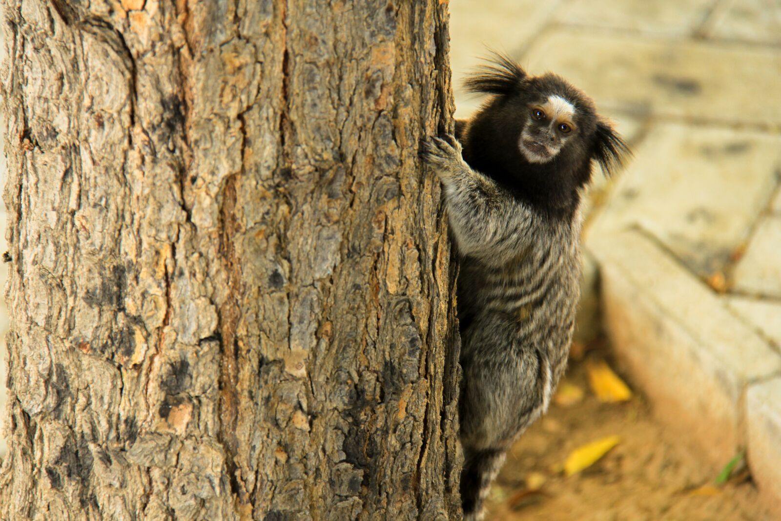 Canon EF-S 18-200mm F3.5-5.6 IS sample photo. Animal, nature, animal world photography