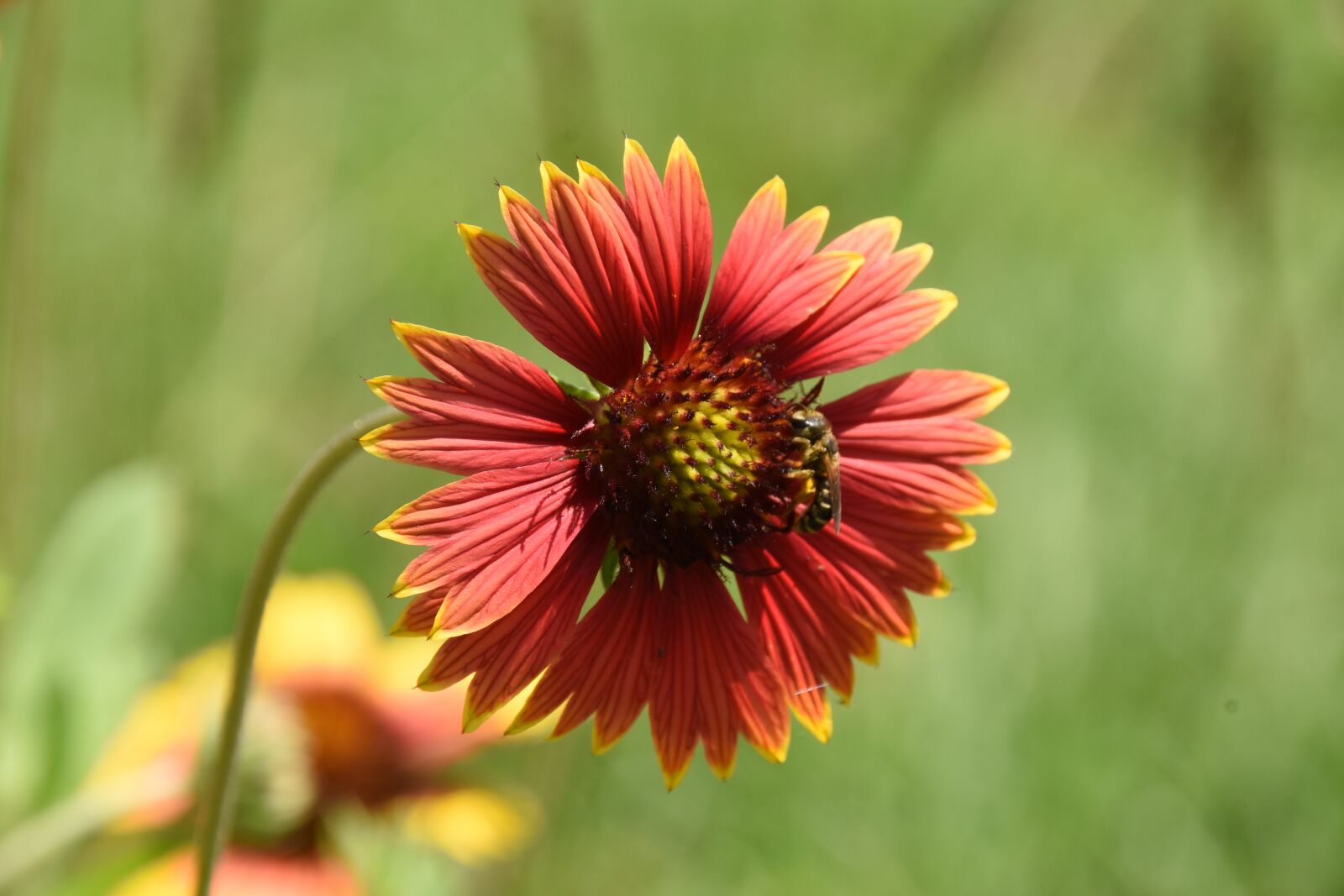 Nikon D810 sample photo. Nature, flower, flora photography