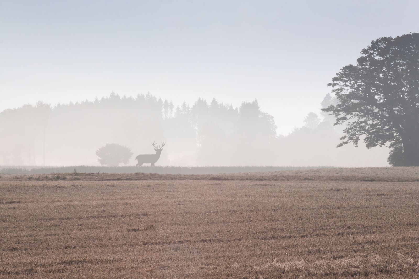 Canon EOS 50D sample photo. Tree, arable, field photography