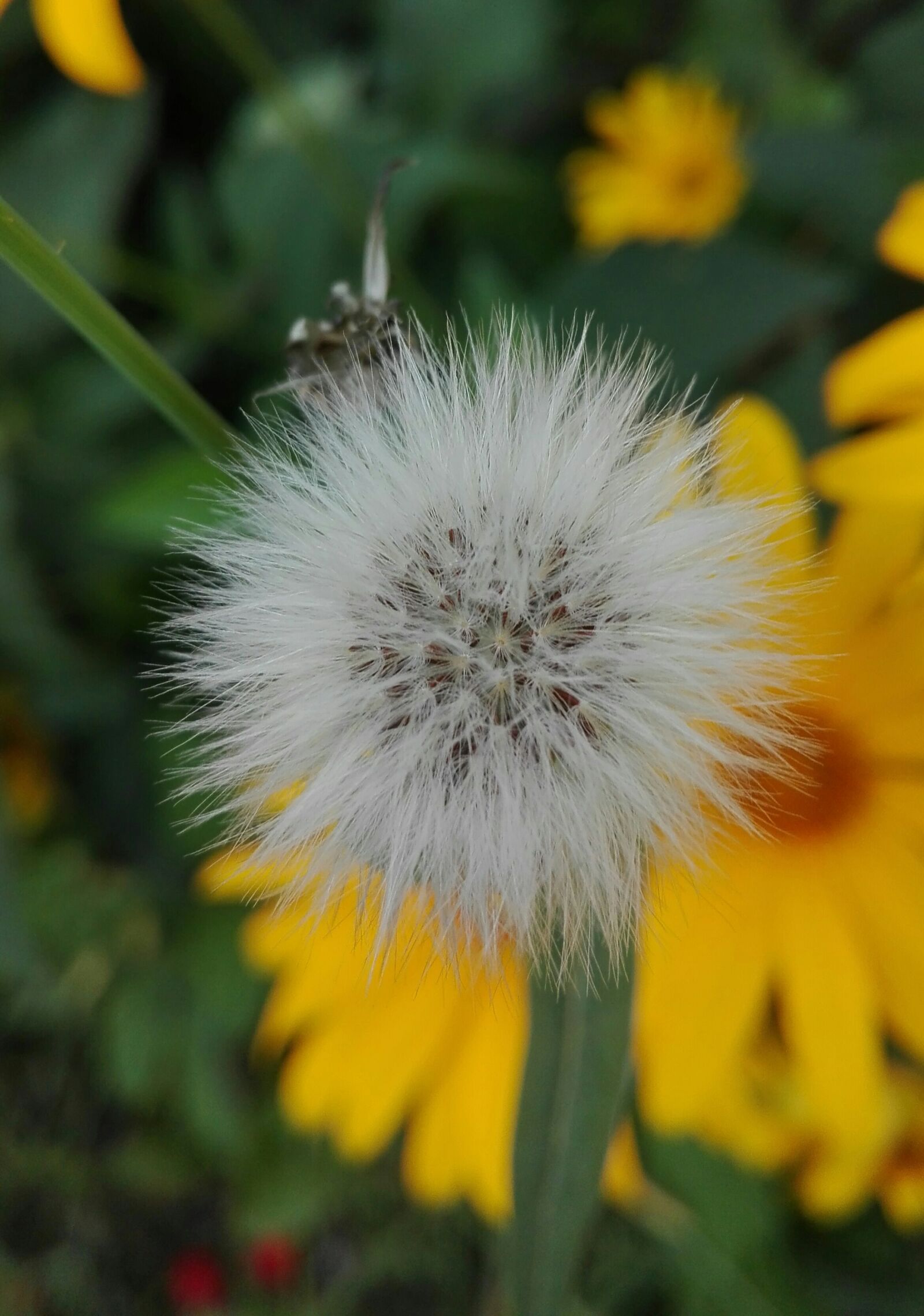 HUAWEI Cherry Mini sample photo. Dandelion, nature, summer photography