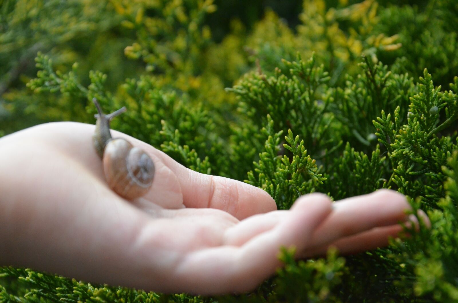 Nikon D5100 sample photo. Snail, shell, hand photography