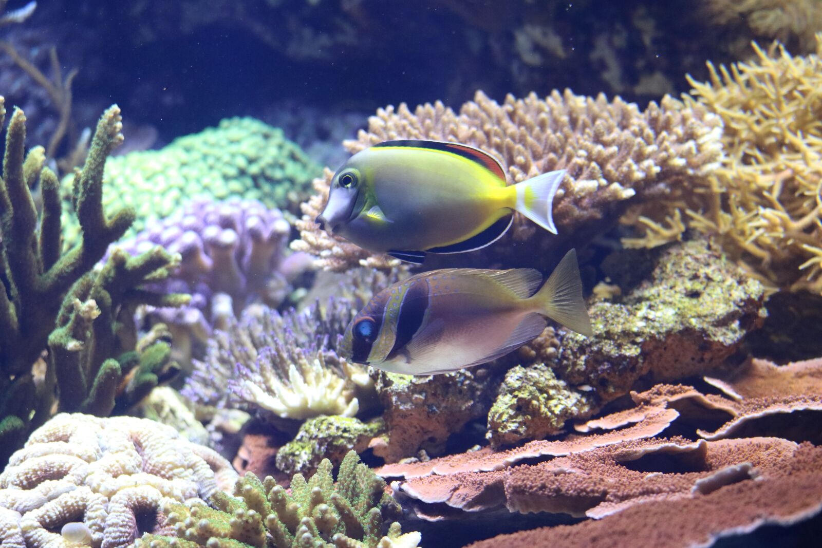 Canon EOS 750D (EOS Rebel T6i / EOS Kiss X8i) sample photo. Coral, fish, exotic photography