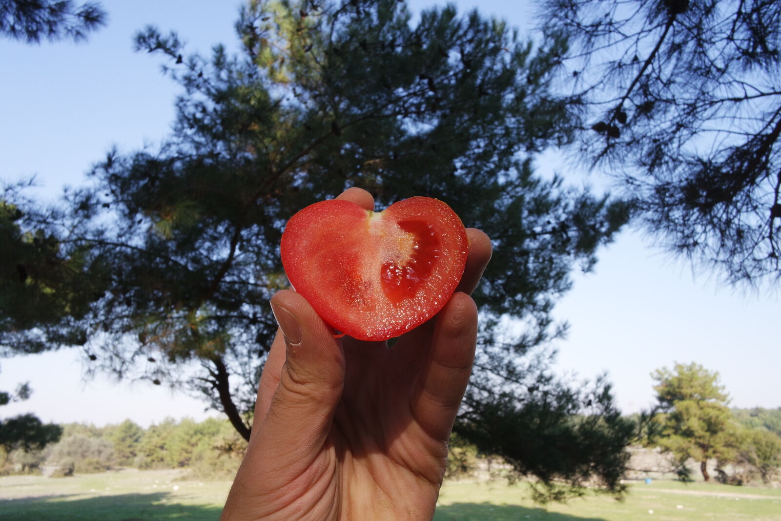 Samsung NX mini sample photo. Heart, love, nature, tomatoes photography