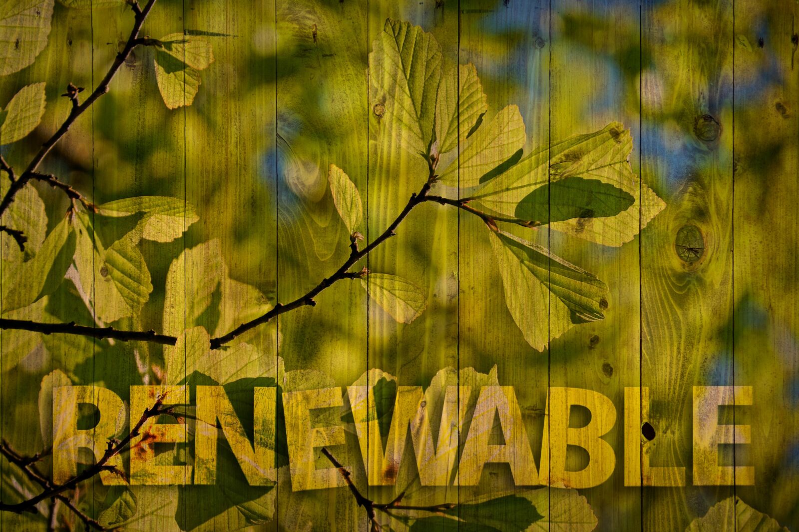 Nikon D700 sample photo. Renewable, tree, aesthetic photography