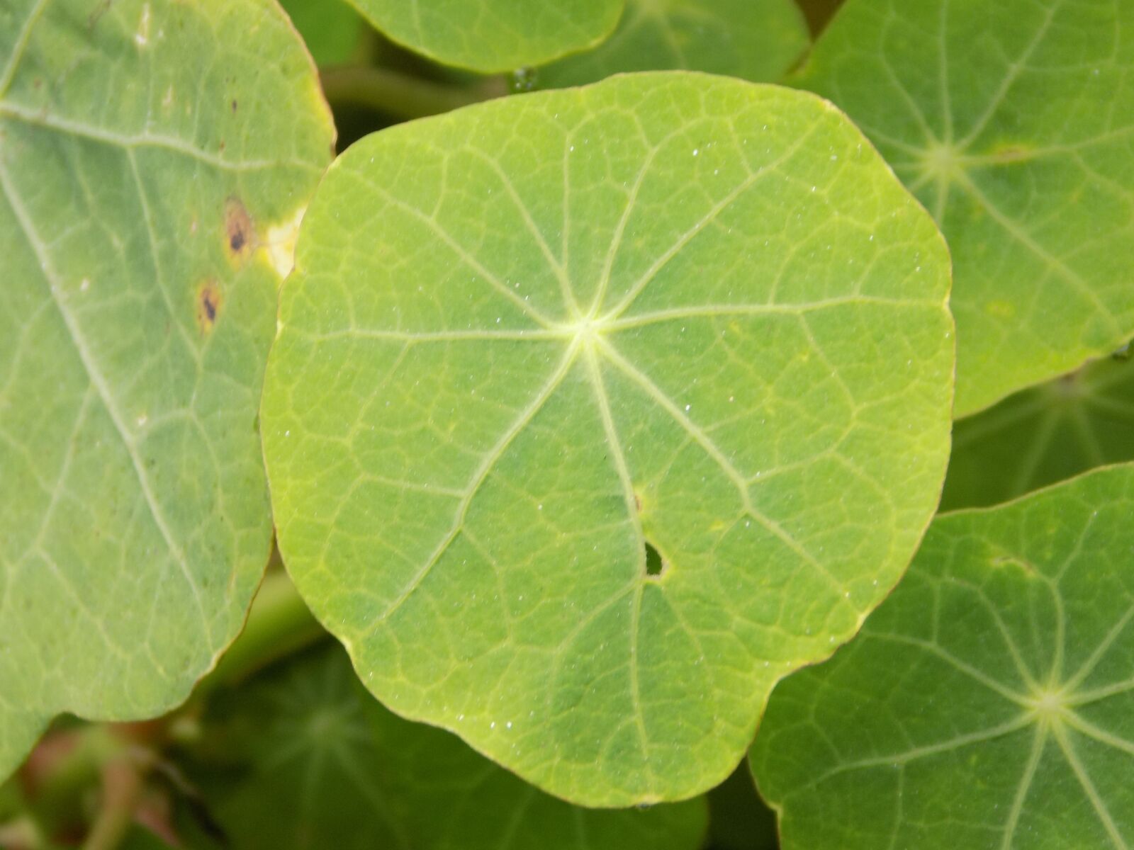 Nikon COOLPIX L340 sample photo. Green leaf, leaf, round photography