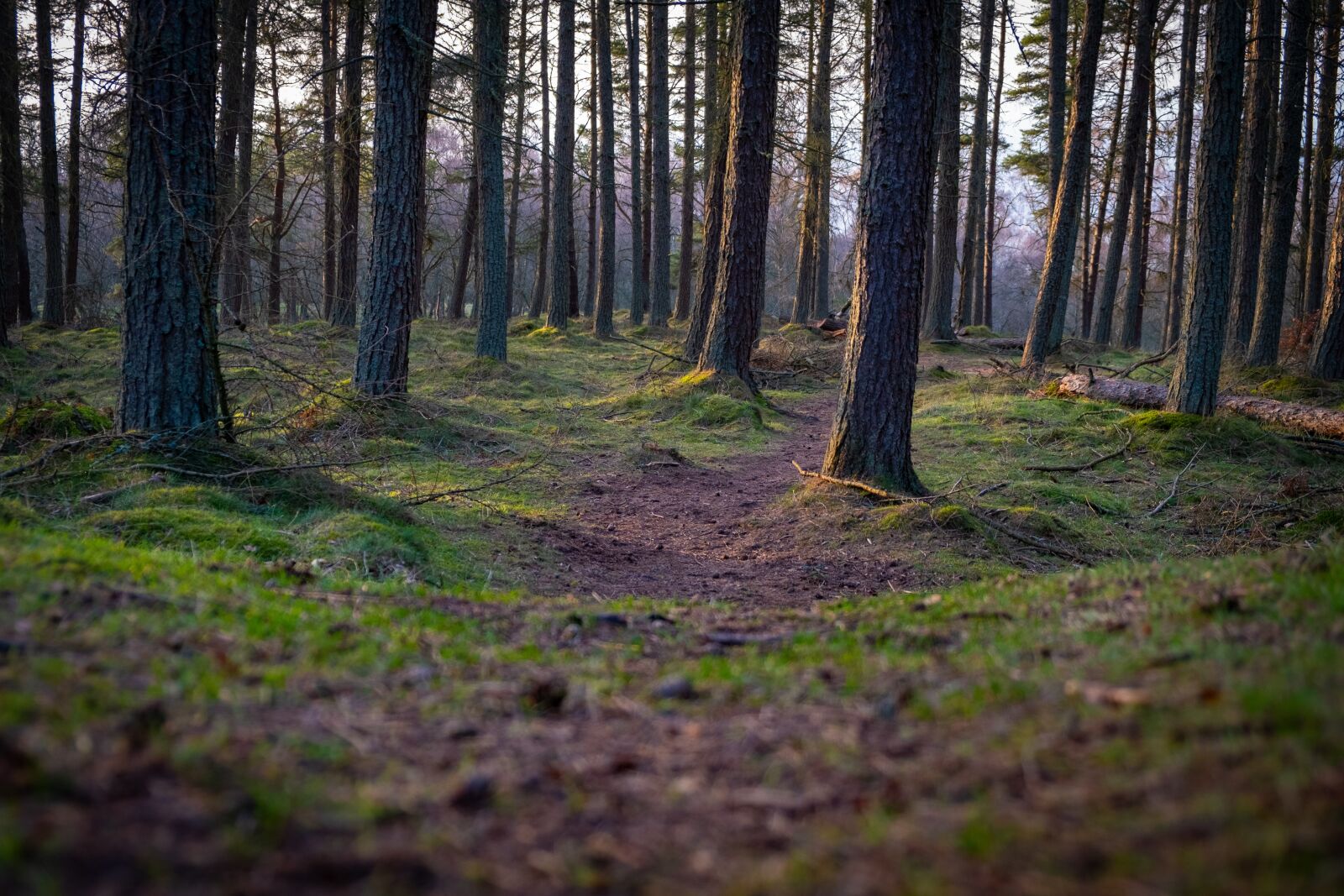 Fujifilm X-T3 sample photo. Kinnoull, scotland, britain photography