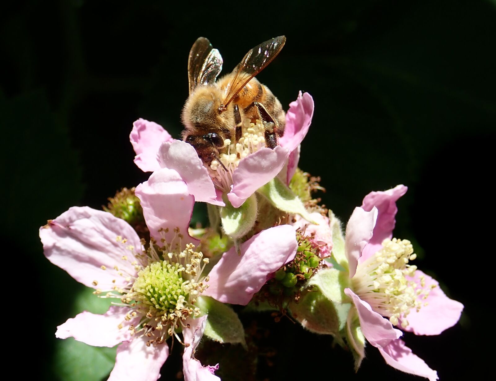 Olympus TG-5 sample photo. Bee, insect, pollen photography