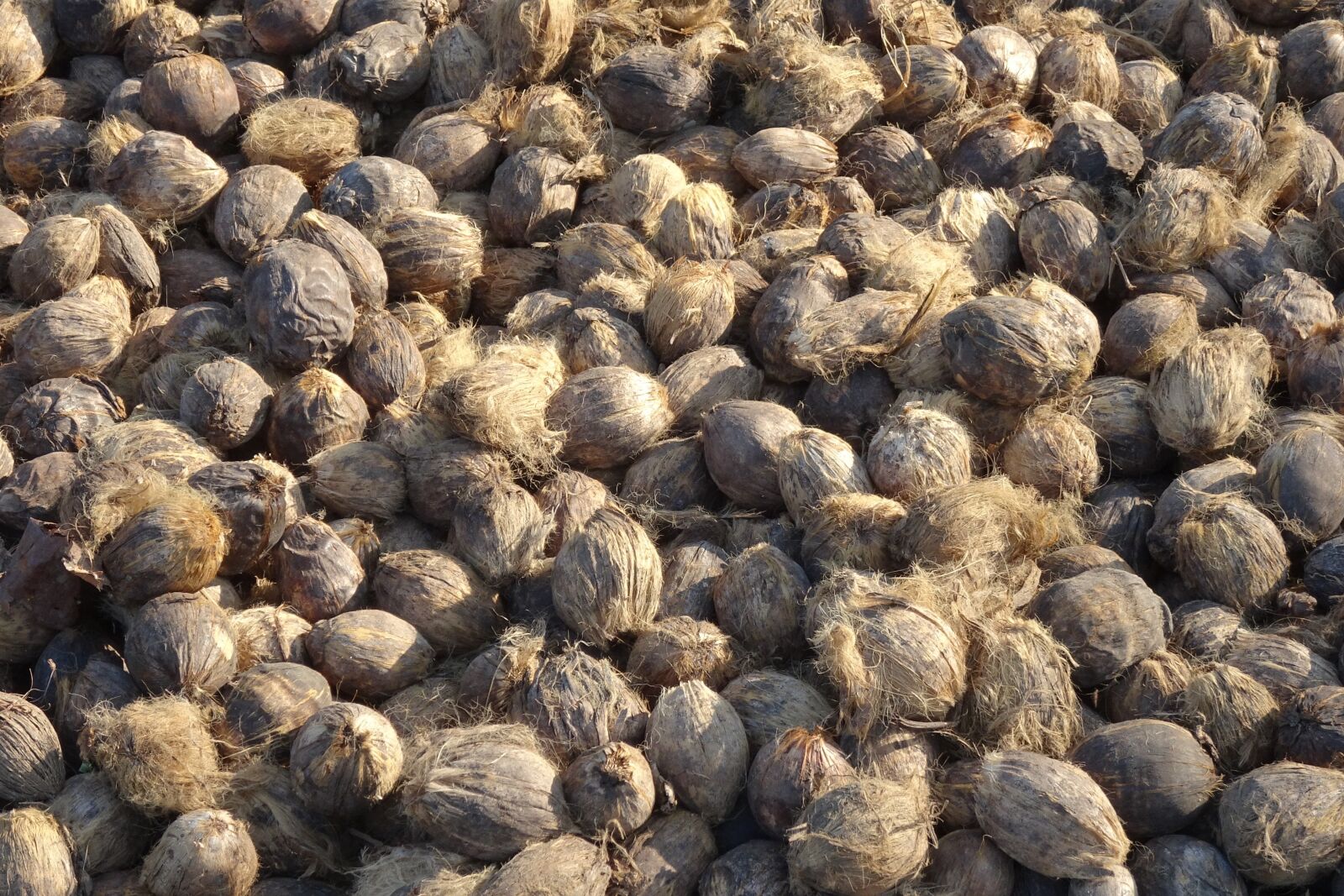 Sony Cyber-shot DSC-HX90V sample photo. Areca nut, betel nut photography