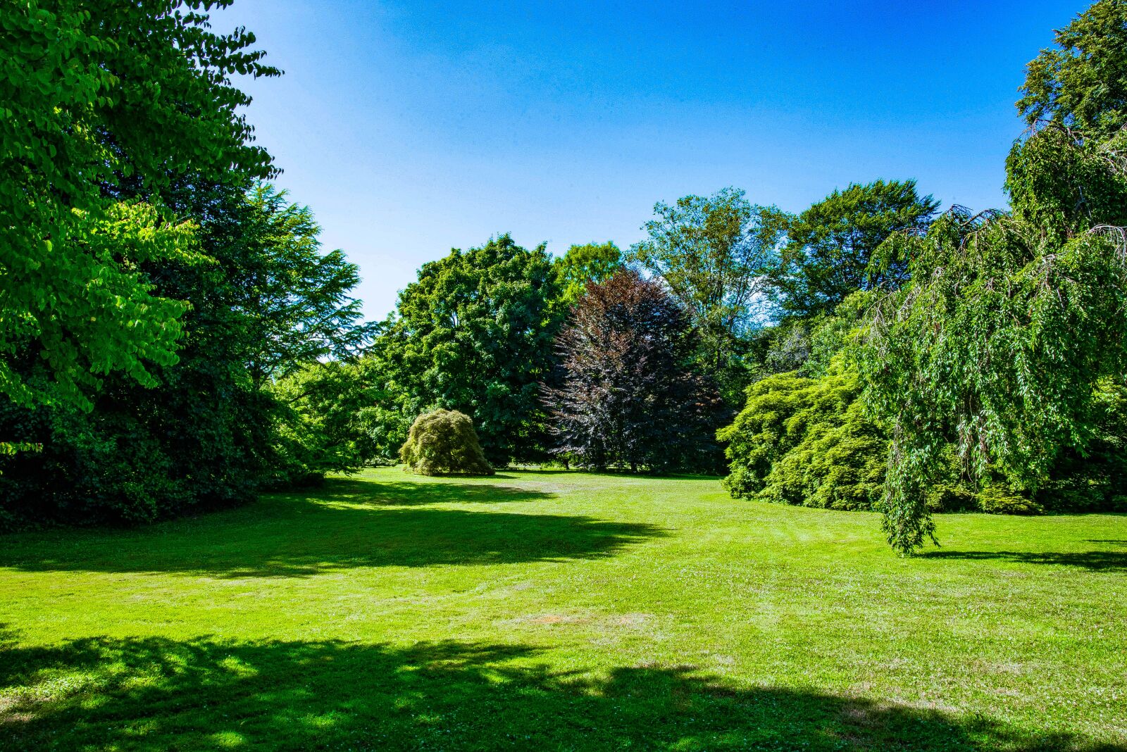 Nikon D750 sample photo. Planting fields, nature, trees photography