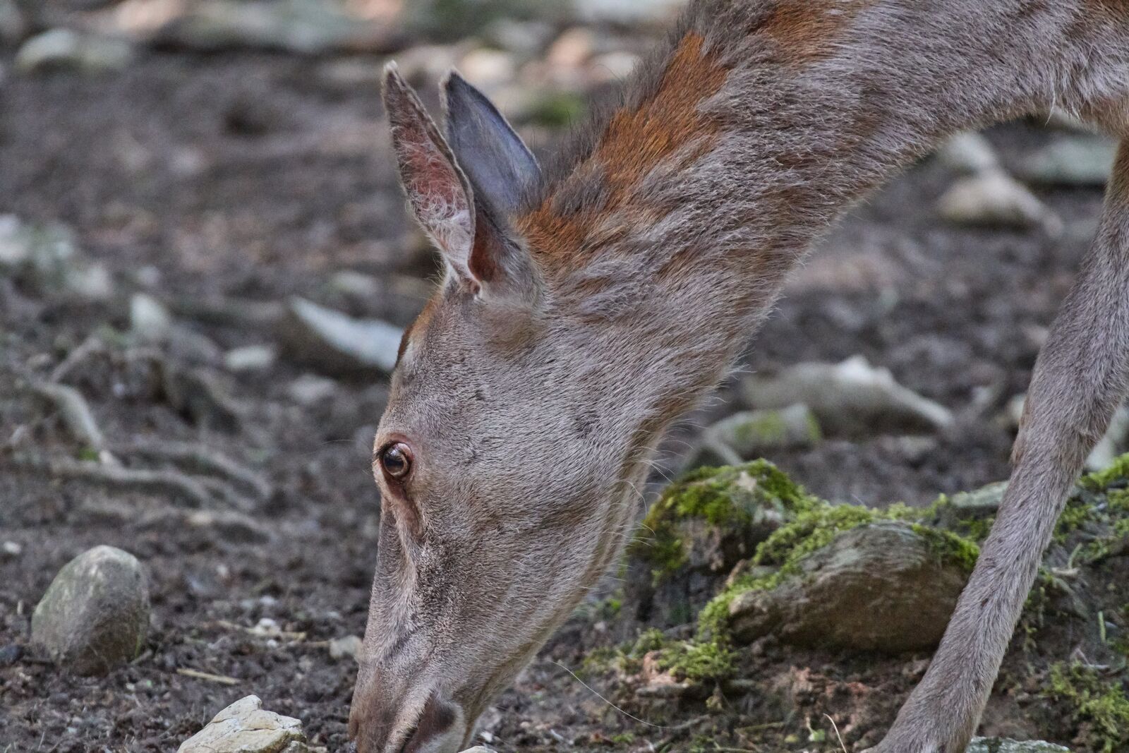 Nikon D500 sample photo. Roe deer, eat, wild photography