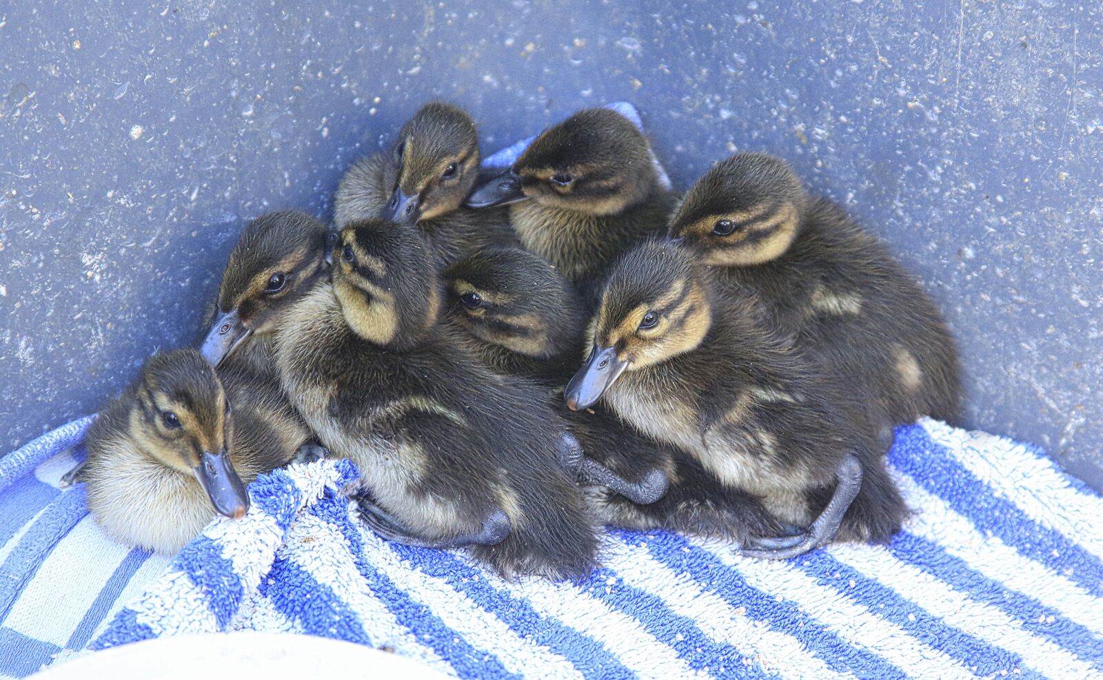 Canon EOS 5D Mark III sample photo. Duck, petit, baby photography