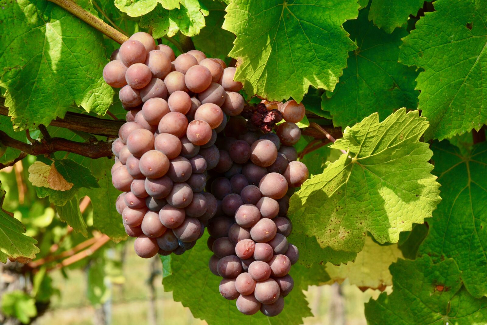 Nikon D7100 sample photo. Grapes, grapevines, vines photography