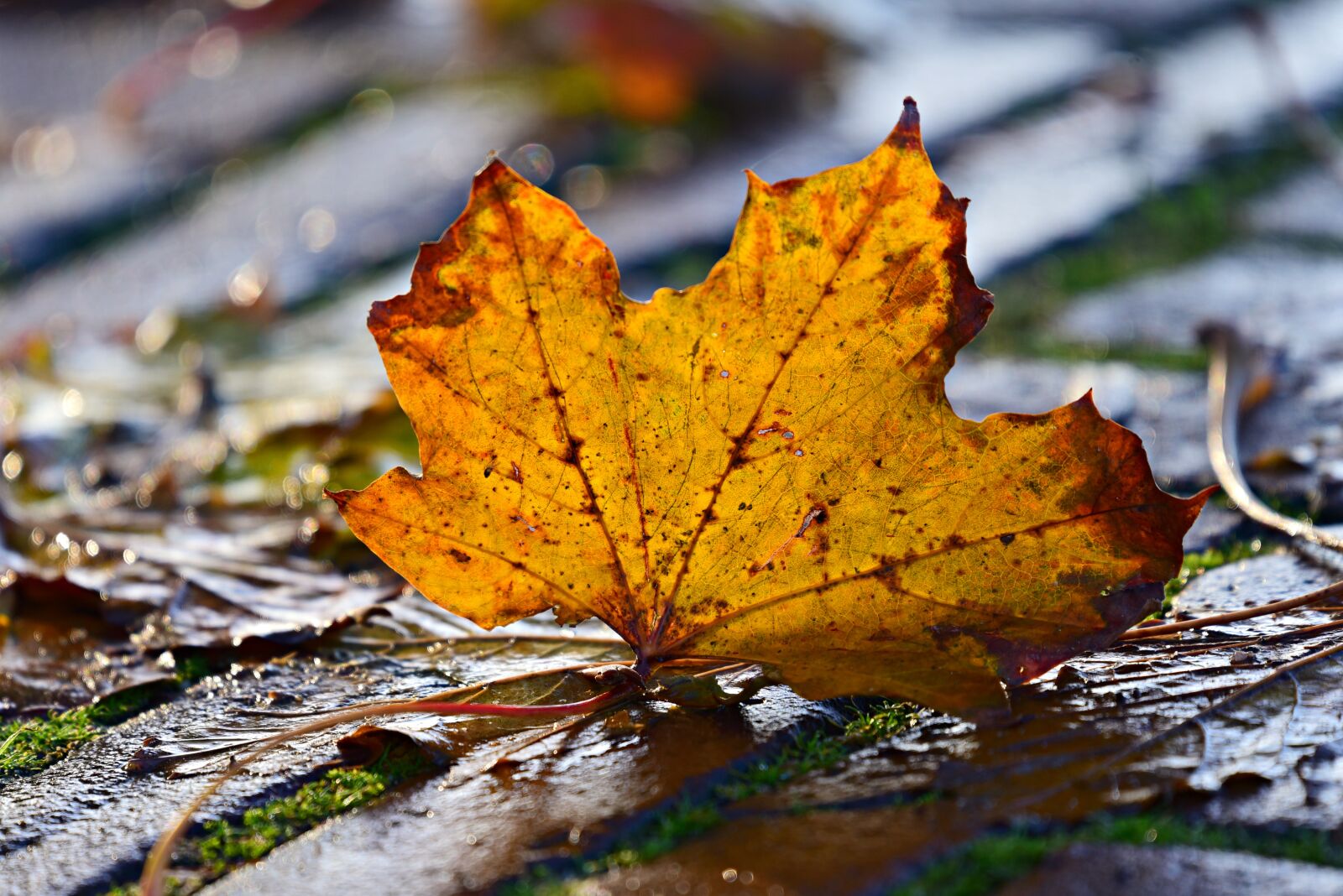 Nikon D750 sample photo. Autumn leaf, veins, pattern photography