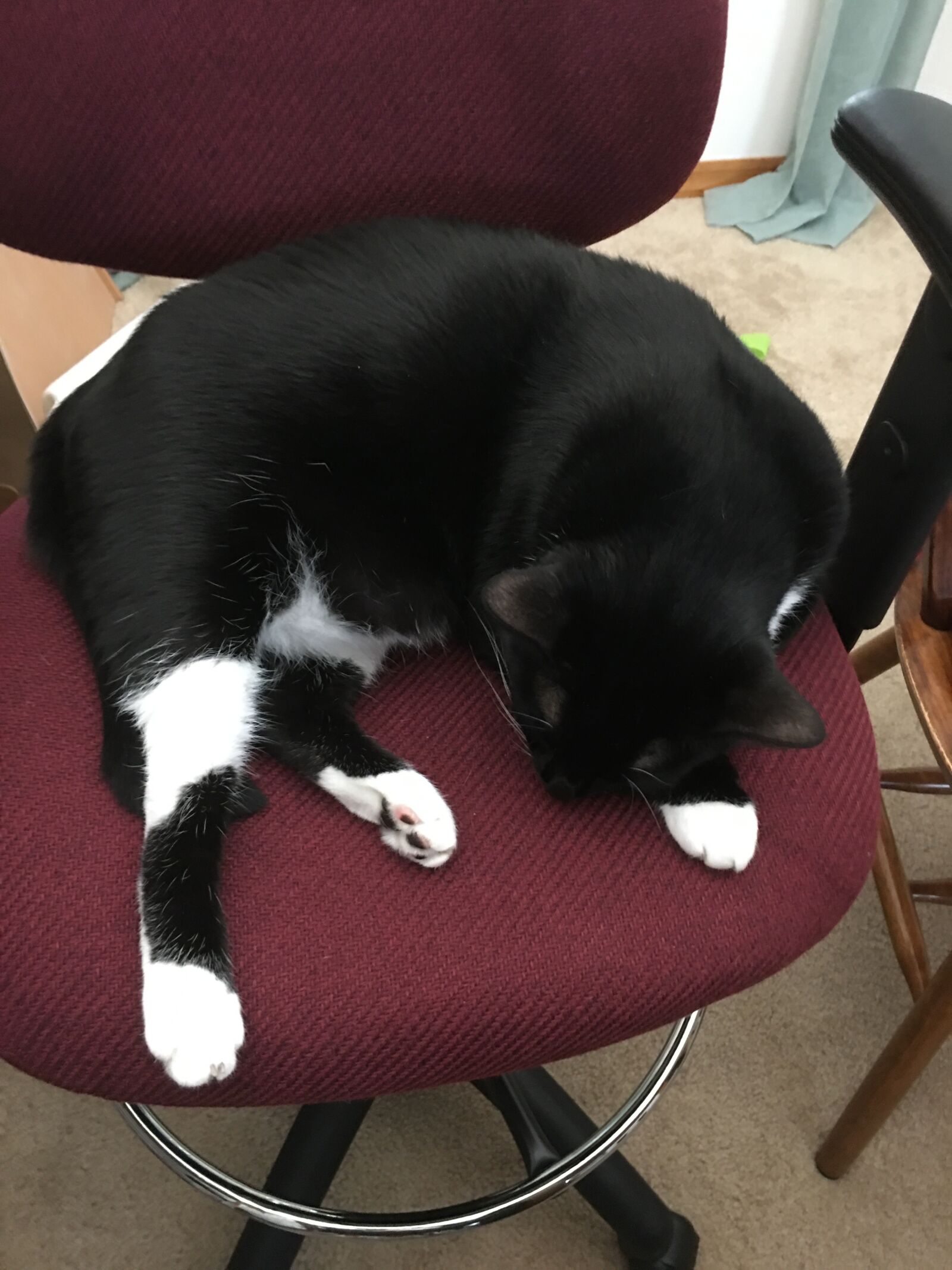 iPhone 6s Plus back camera 4.15mm f/2.2 sample photo. Cat, black, tired 2 photography