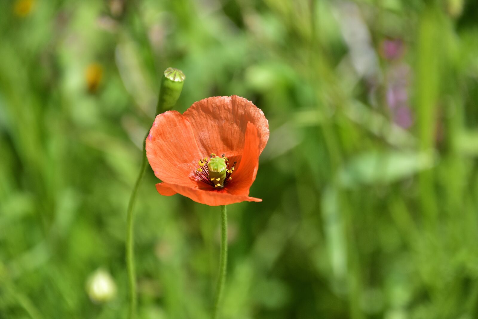 Nikon D7200 sample photo. Nature, flower, plant photography