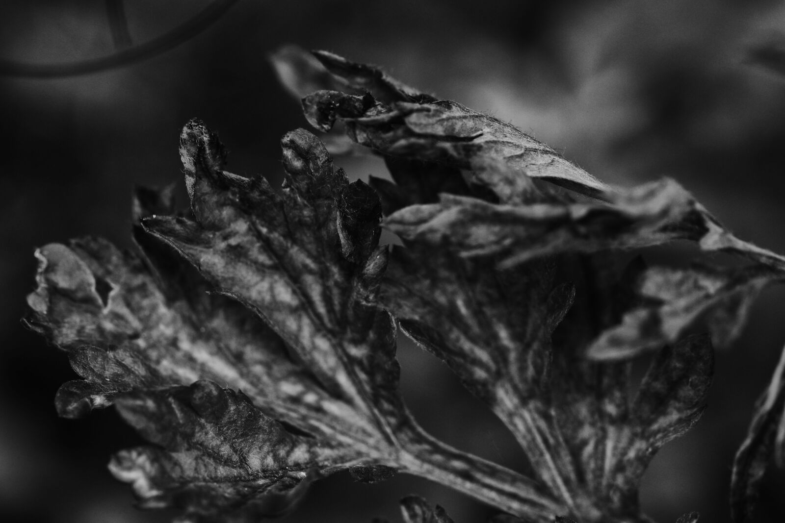 Canon EOS 7D Mark II sample photo. Growth, plant, nature photography