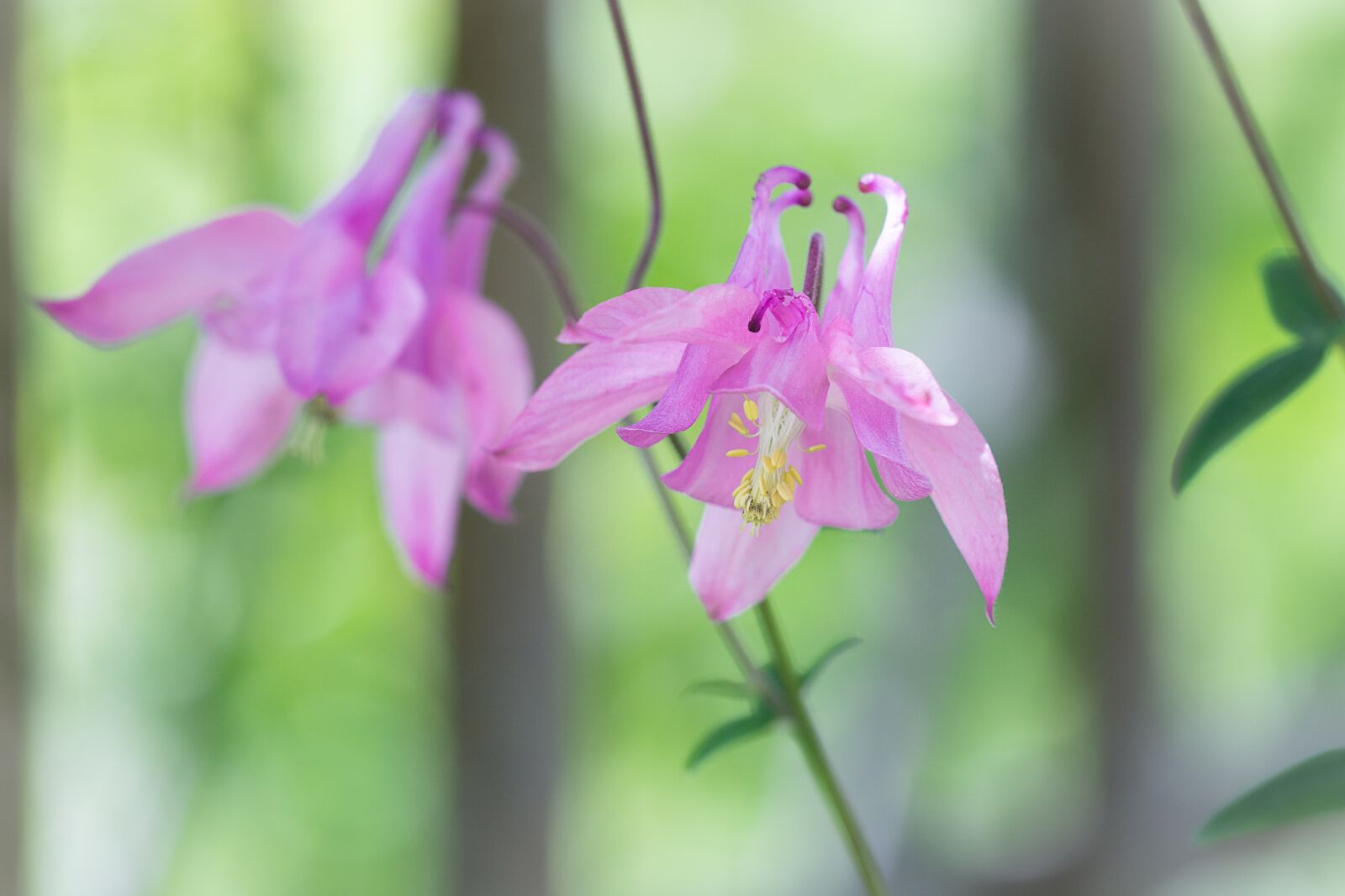 Nikon D7100 sample photo. Columbine, pink, pink columbine photography