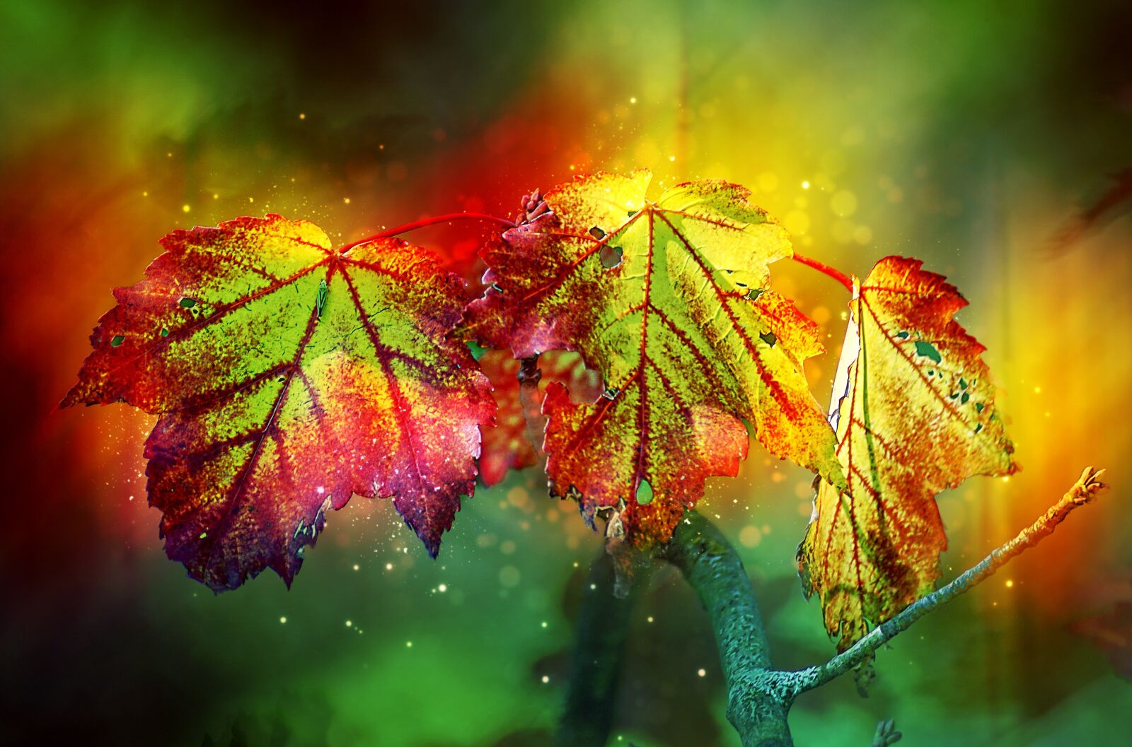 Sony DT 55-300mm F4.5-5.6 SAM sample photo. Autumn, color, leaves photography