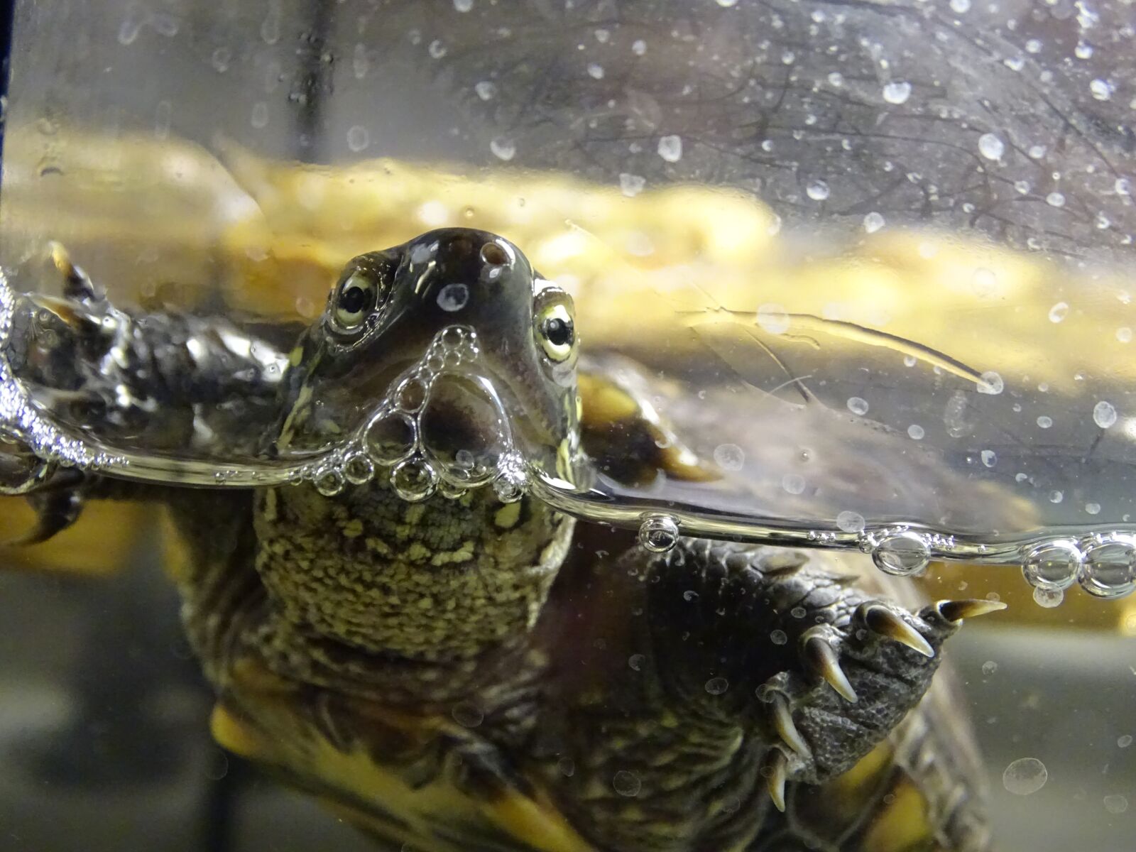 Sony Cyber-shot DSC-HX400V sample photo. Turtle, water turtle, shell photography