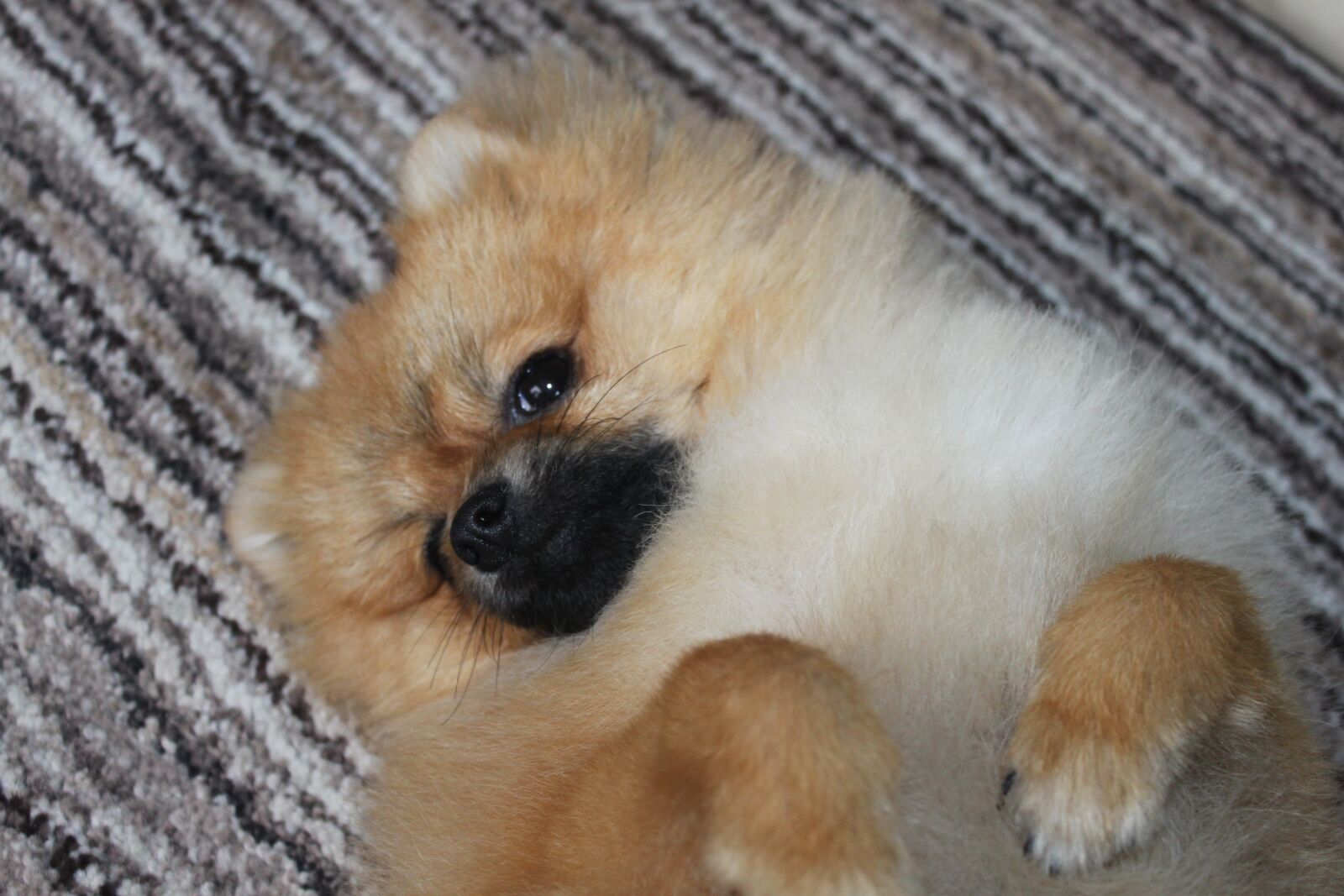Canon EOS 500D (EOS Rebel T1i / EOS Kiss X3) sample photo. Spitz miniature, dog, pomerannian photography