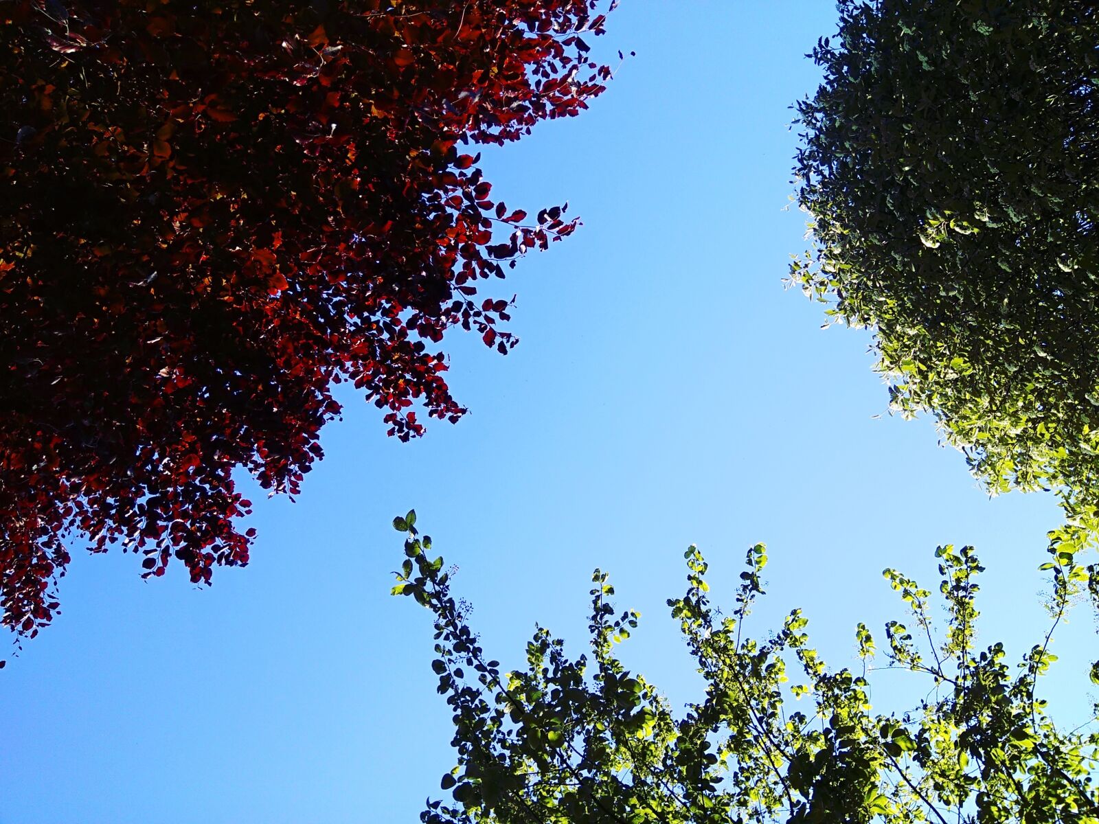 Xiaomi MI MAX sample photo. Trees, sky, nature photography