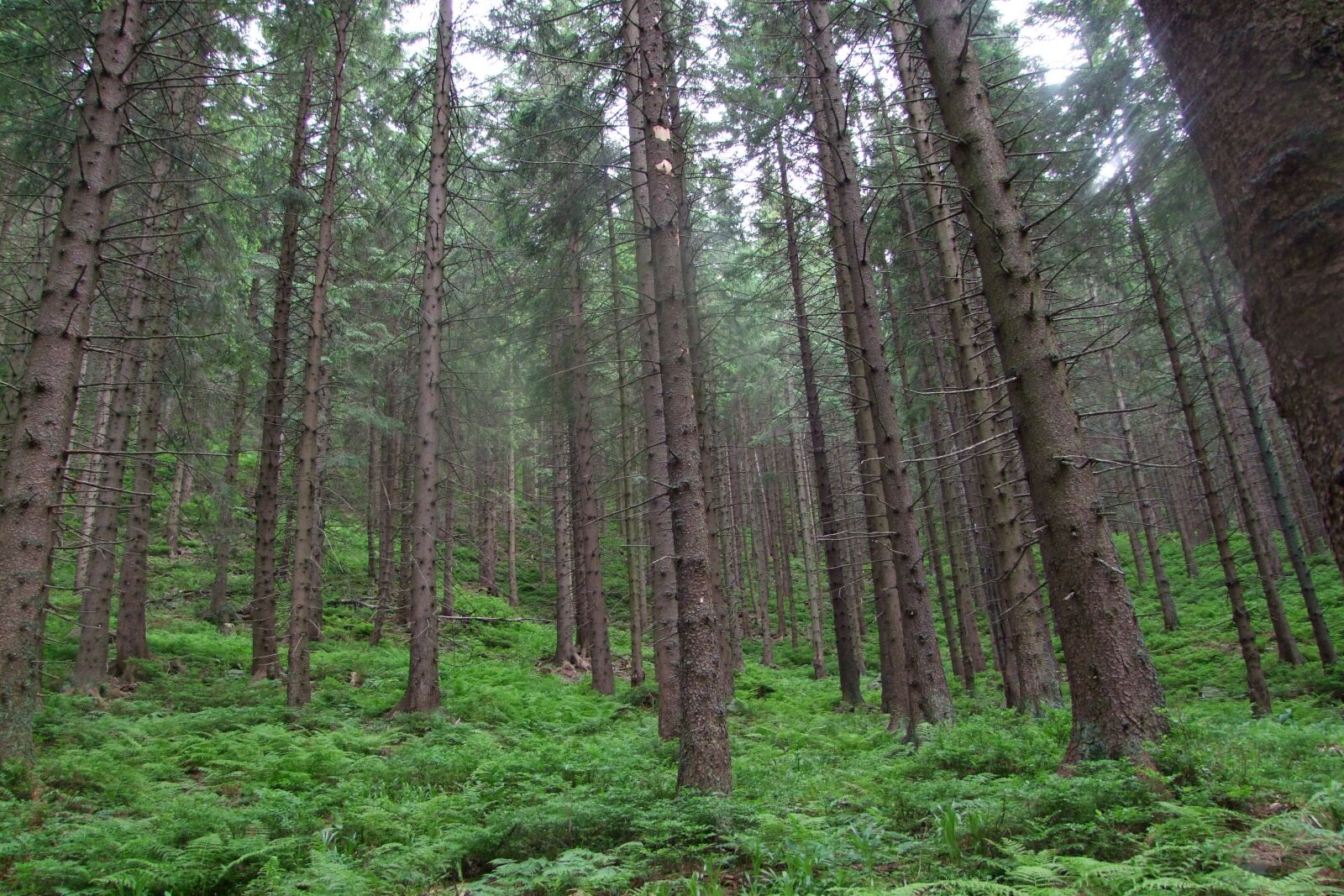 Fujifilm FinePix S100fs sample photo. Forest, fog, trees photography