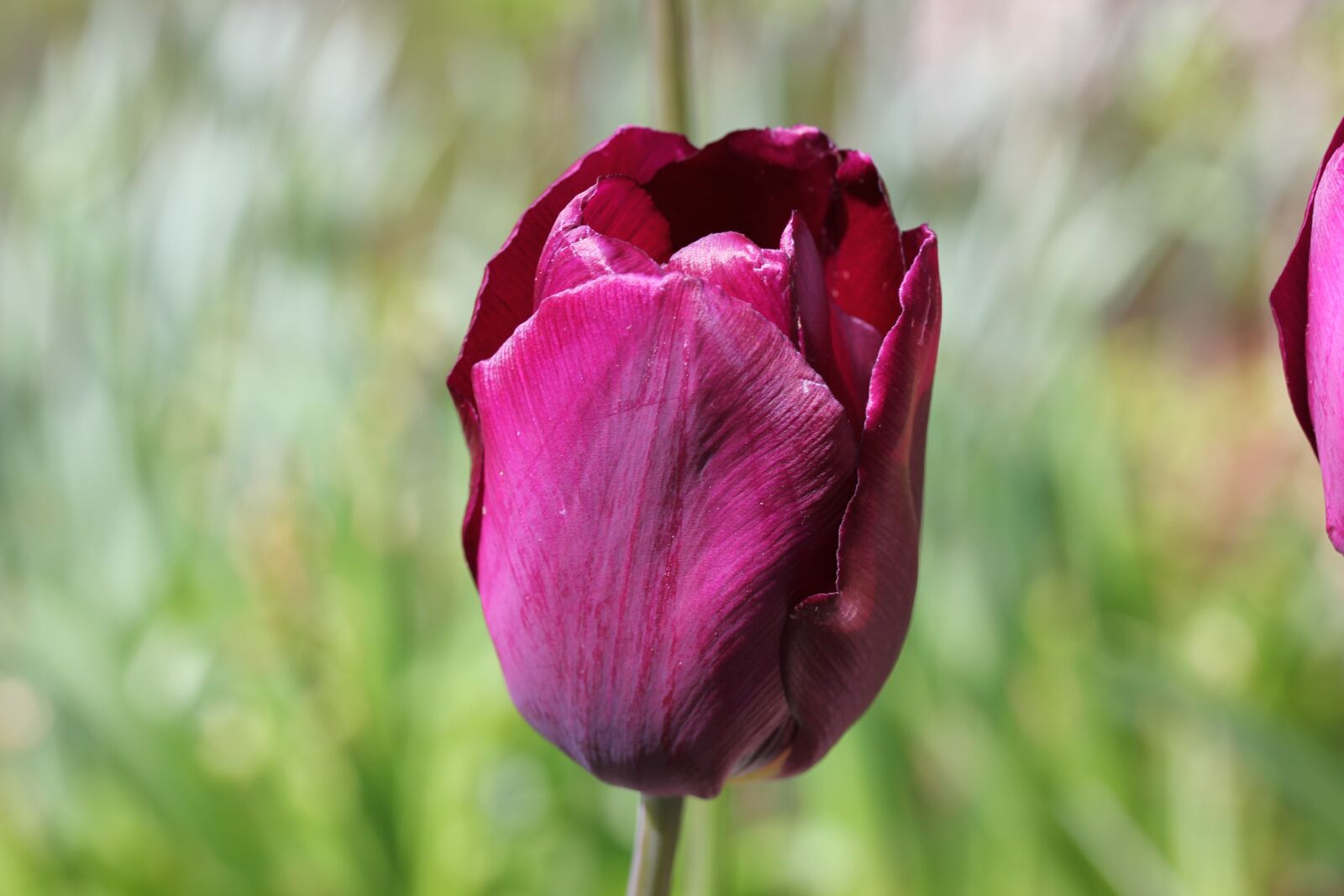 Canon EOS 550D (EOS Rebel T2i / EOS Kiss X4) sample photo. Nature, flower, flora photography