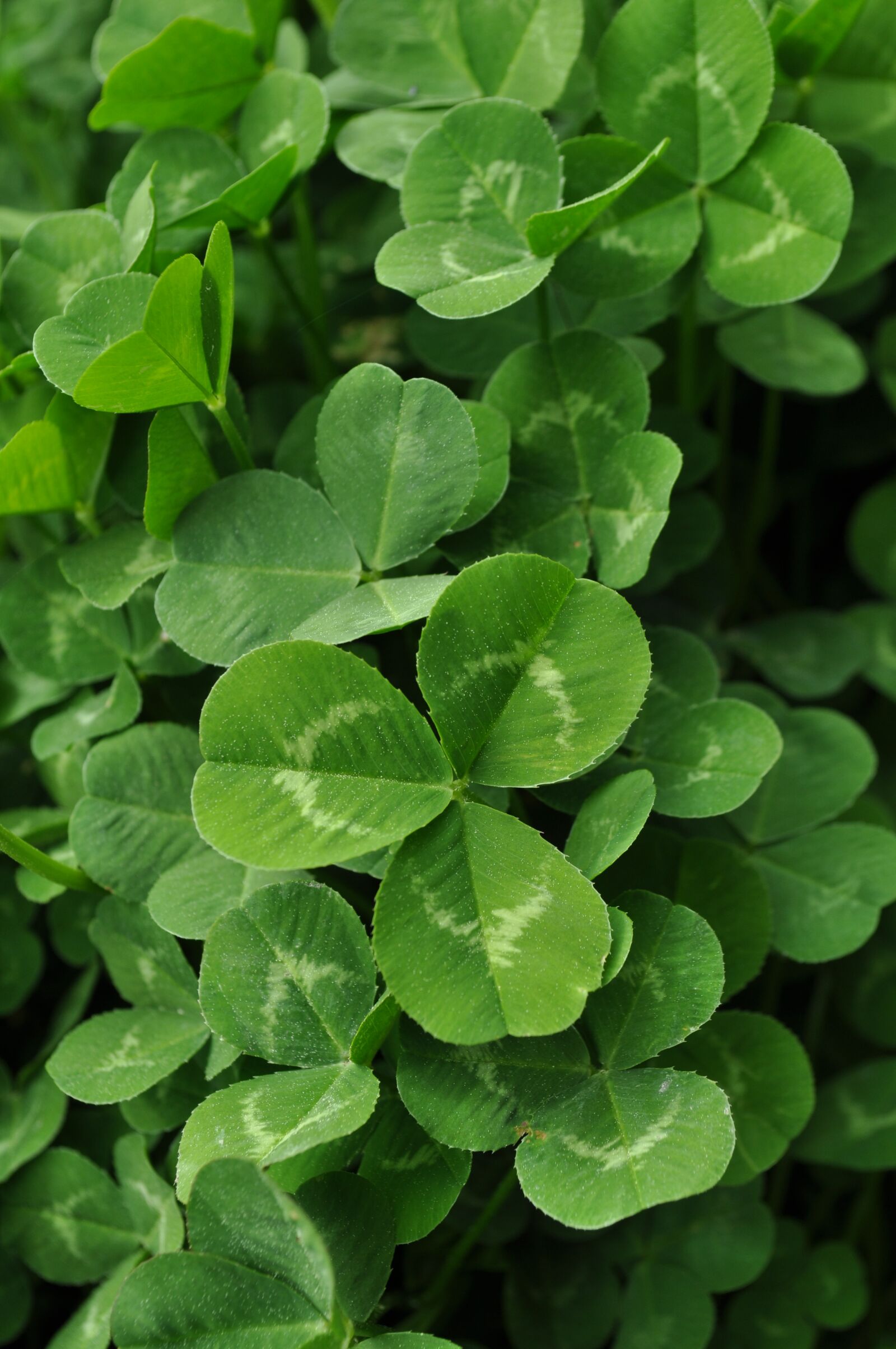 Nikon D5000 sample photo. Clover, green, pollen photography