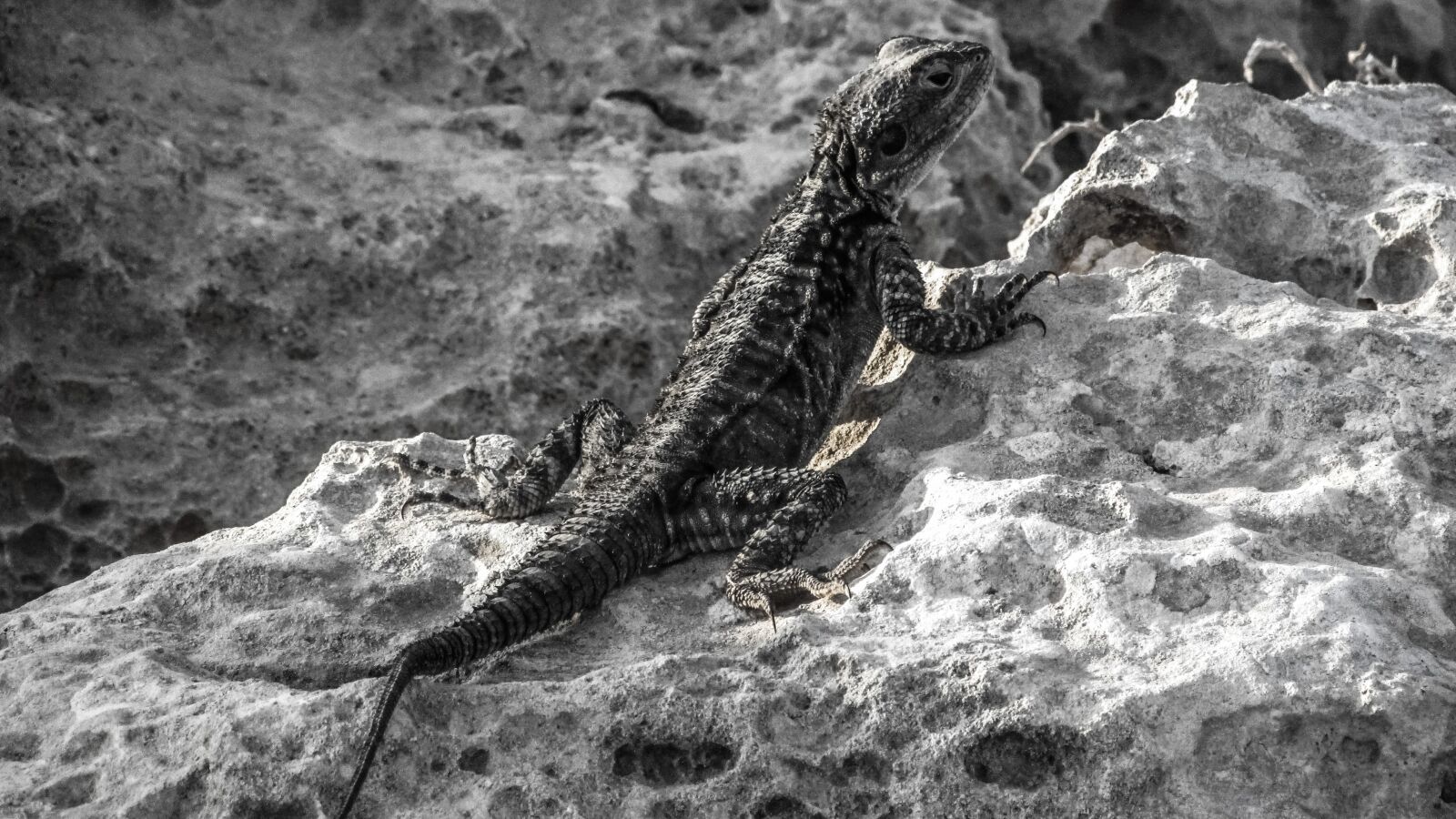 Canon PowerShot SX400 IS sample photo. Cyprus, lizard, kurkutas photography