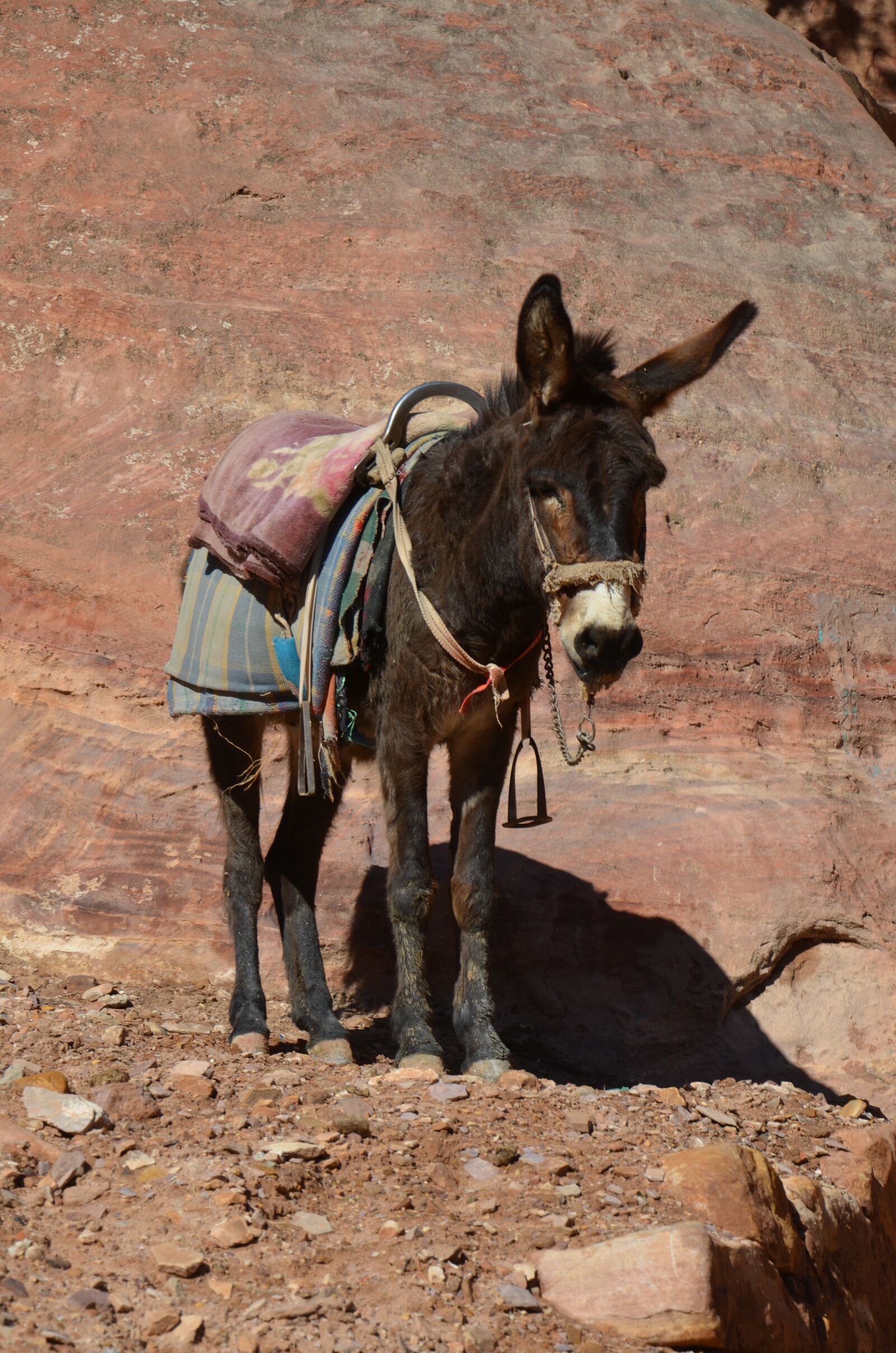 Nikon D7000 sample photo. Ass, animal, donkey photography