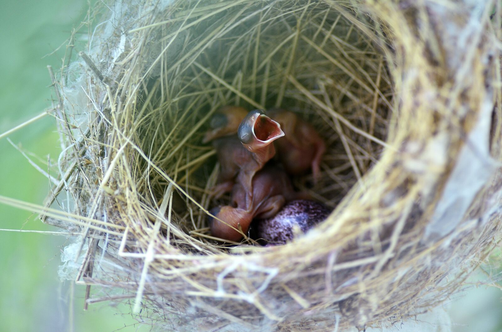Nikon D7000 sample photo. Bird nest, nest, nature photography