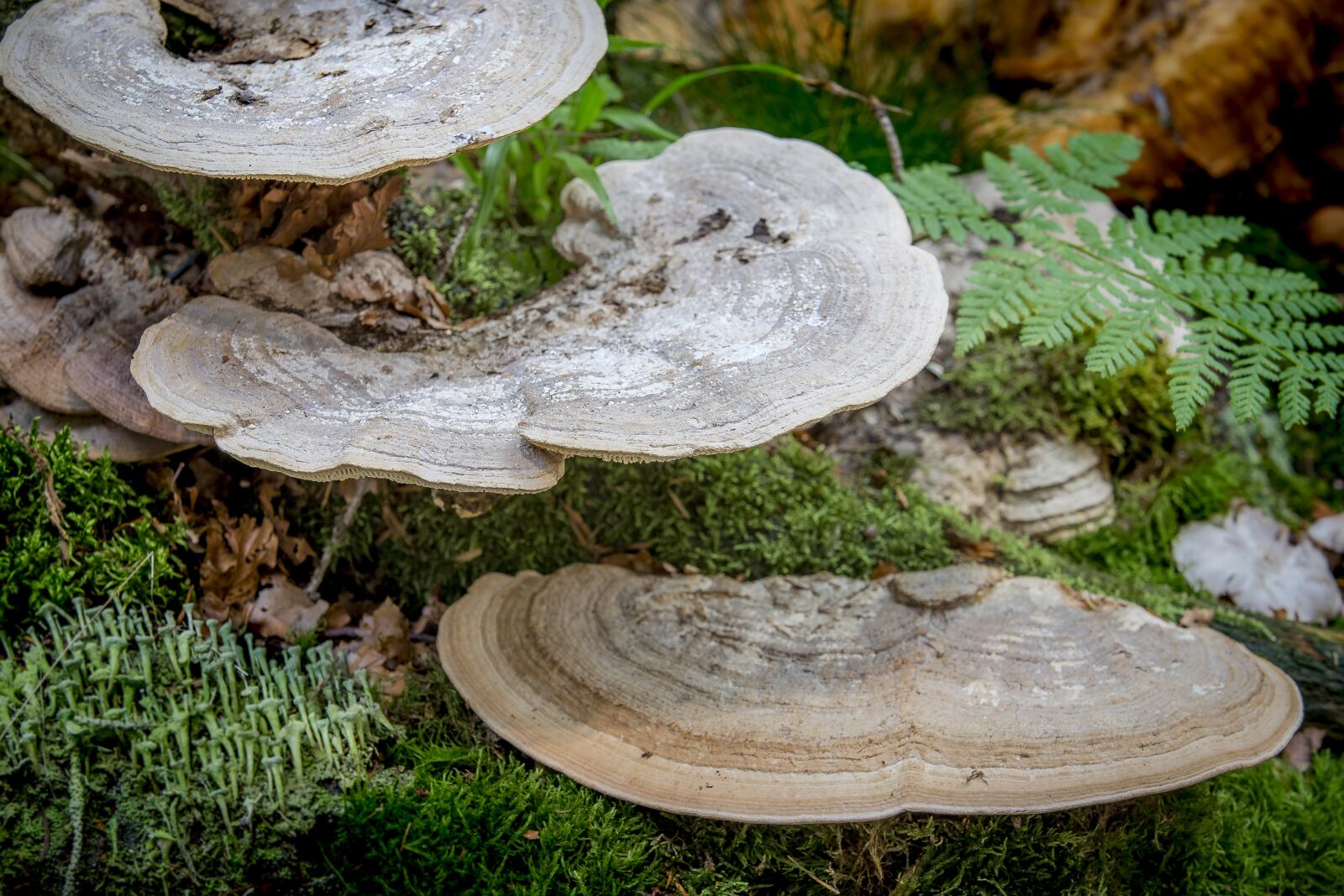 Canon EOS 6D sample photo. Nature, wood, mushroom photography