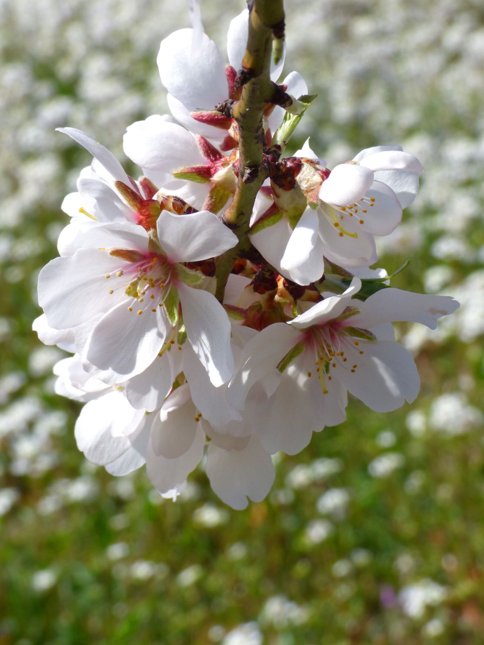 Panasonic Lumix DMC-FZ70 sample photo. Almond tree, almond flower photography