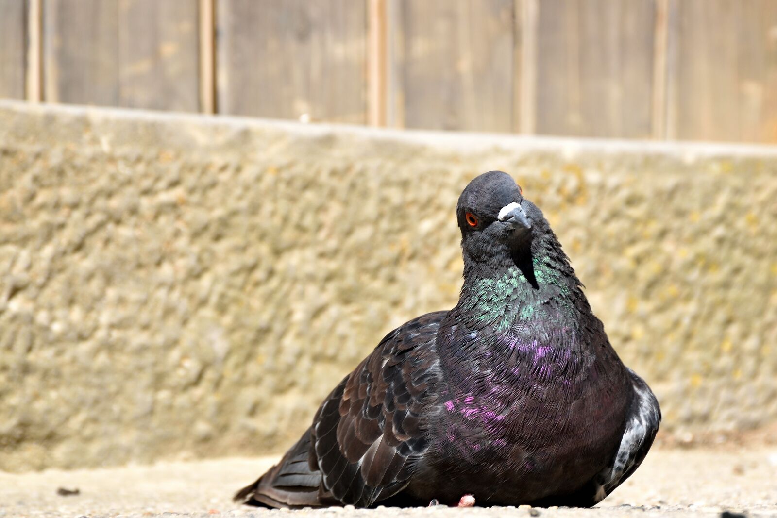 Nikon D5500 sample photo. Dove, bird, nature photography