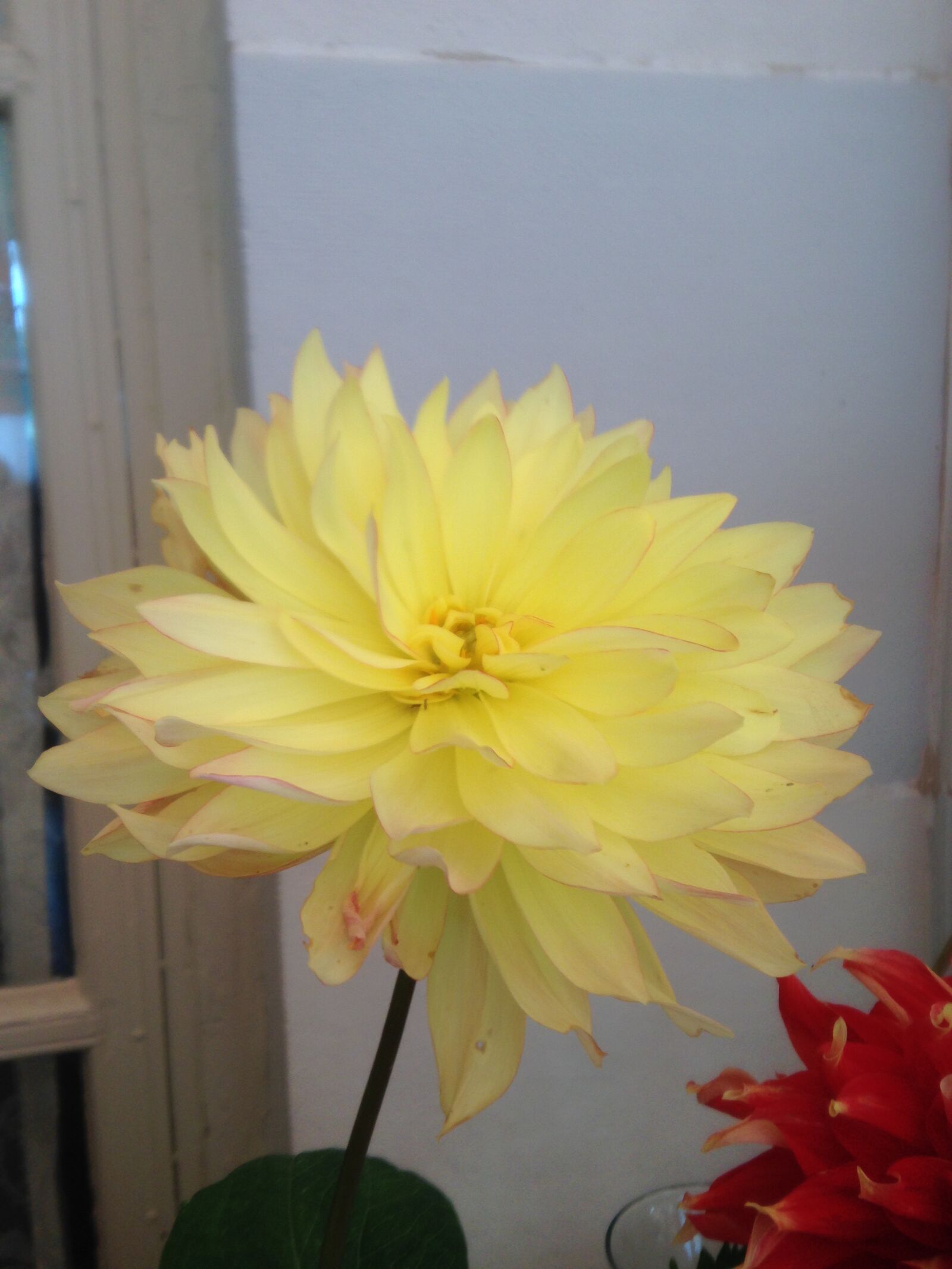 iPhone 5 back camera 4.12mm f/2.4 sample photo. Yellow, flower, bloom photography