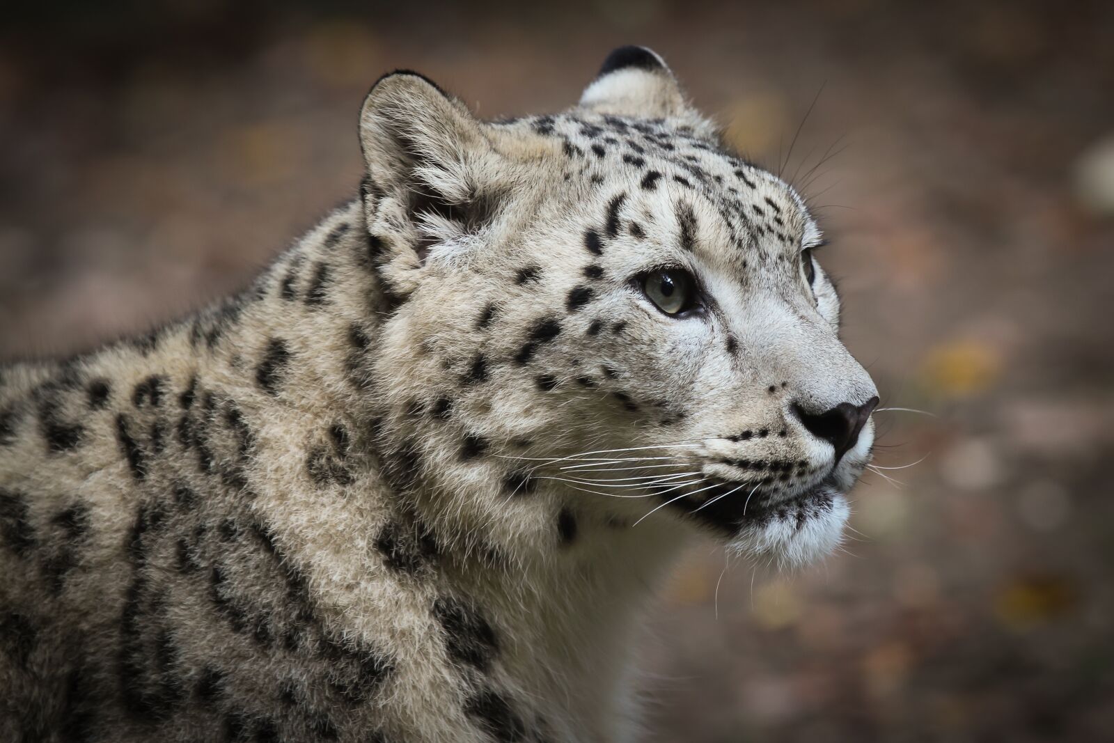 Canon EOS 7D + Canon EF 70-200mm F2.8L IS II USM sample photo. Snow leopard, leopard, big photography