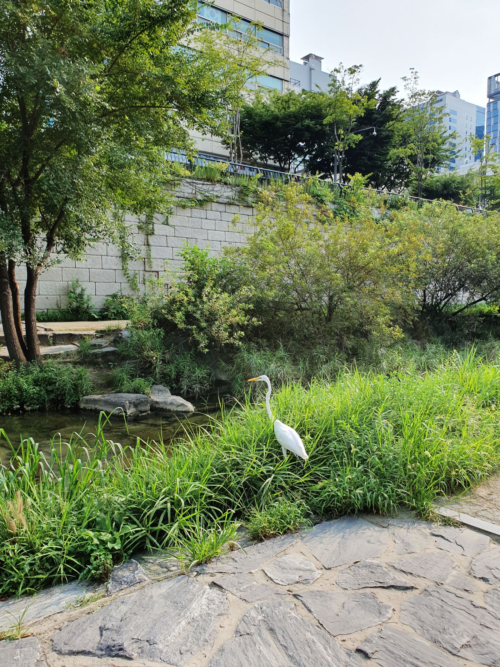 Samsung Galaxy S10 sample photo. Green, cheonggyecheon stream, creek photography