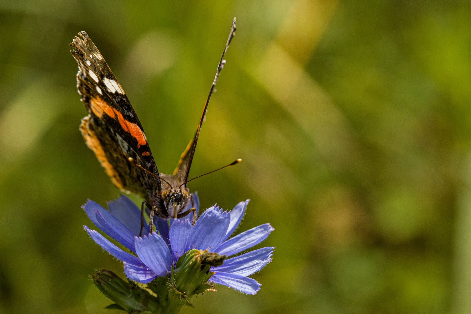 Canon EOS 6D Mark II + Canon EF 100mm F2.8L Macro IS USM sample photo. Admiral, nature, butterfly photography