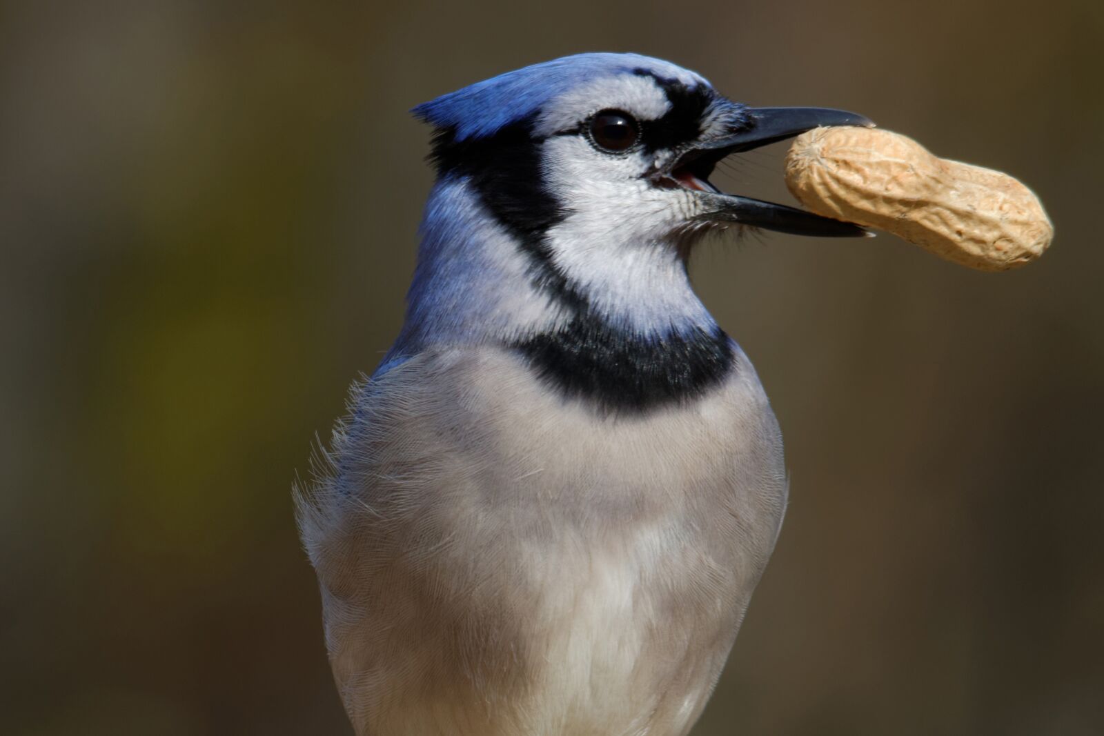Canon EOS 70D sample photo. Blue jay, eating, peanut photography