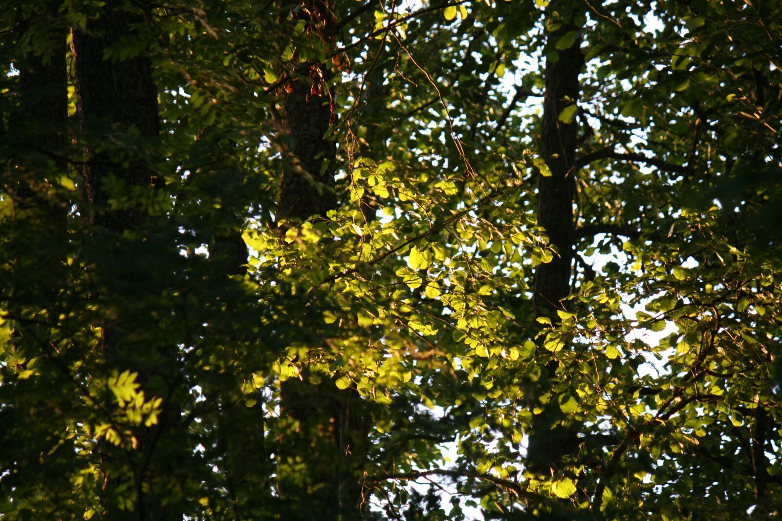 Canon EOS 400D (EOS Digital Rebel XTi / EOS Kiss Digital X) sample photo. Light, green, evening photography