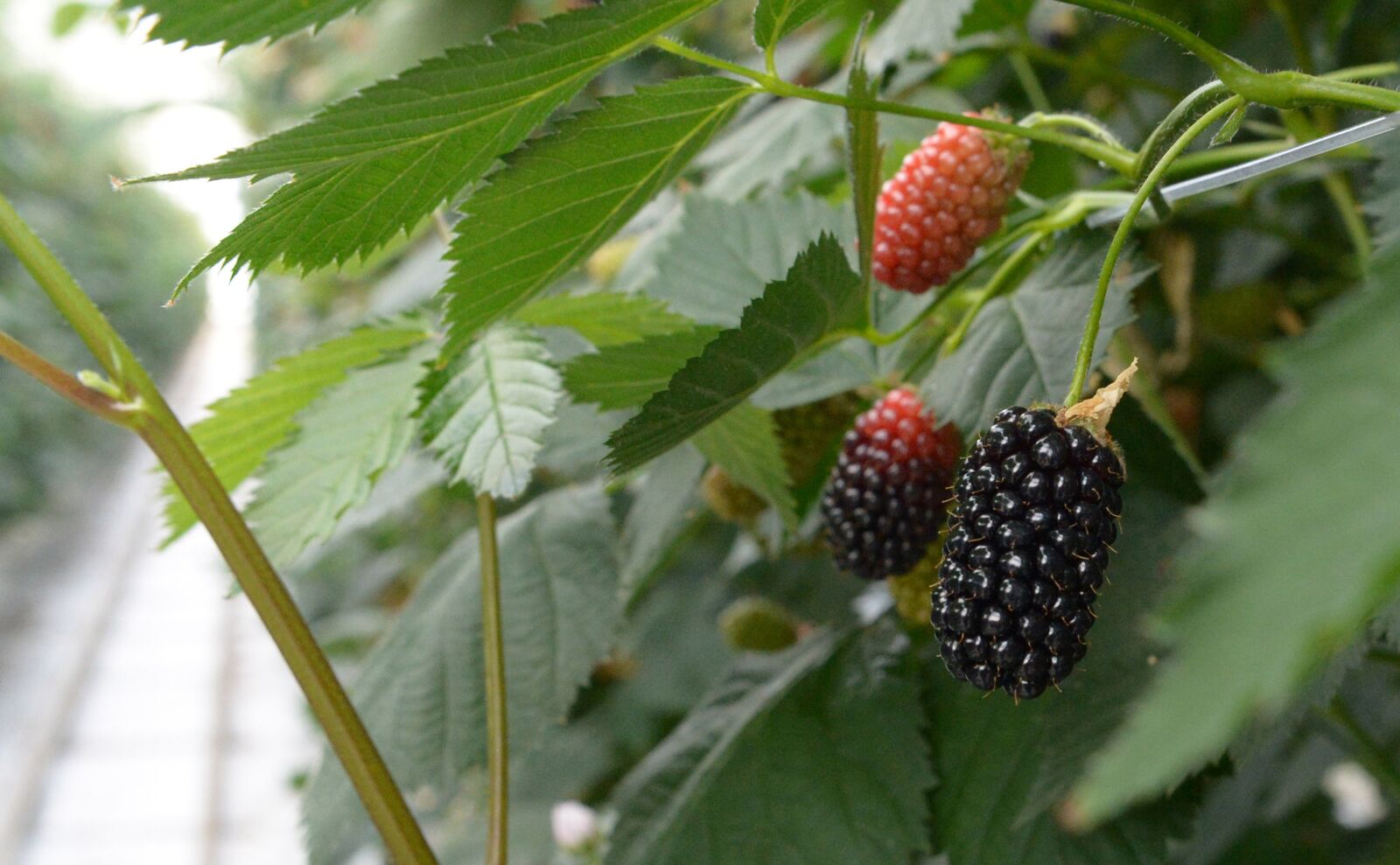 Nikon D4 sample photo. Blackberry, blackberries, berries photography