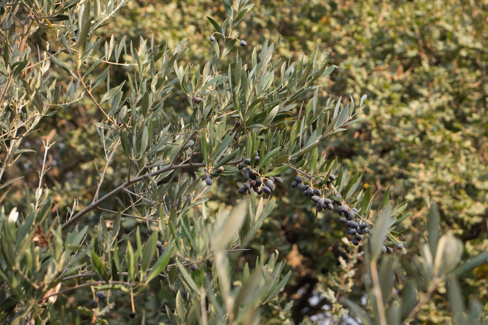 Canon EF-S 18-55mm F4-5.6 IS STM sample photo. Olive, olive tree, olive photography