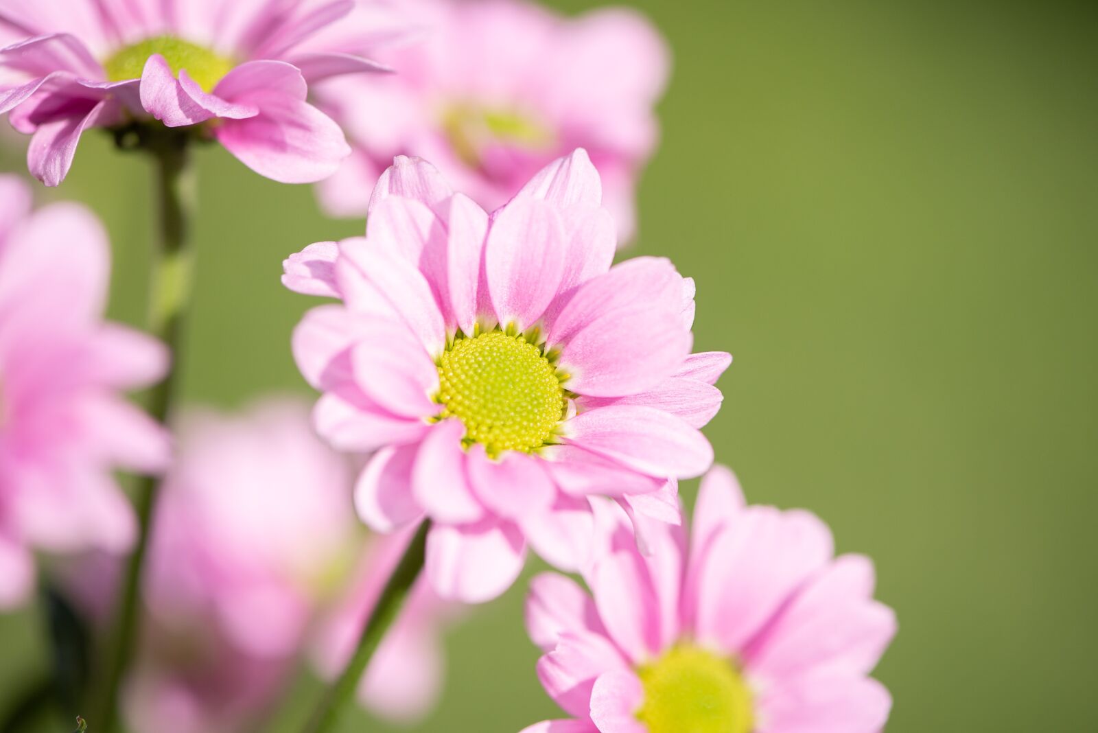 Nikon D750 sample photo. Flowers, pink, pink flowers photography