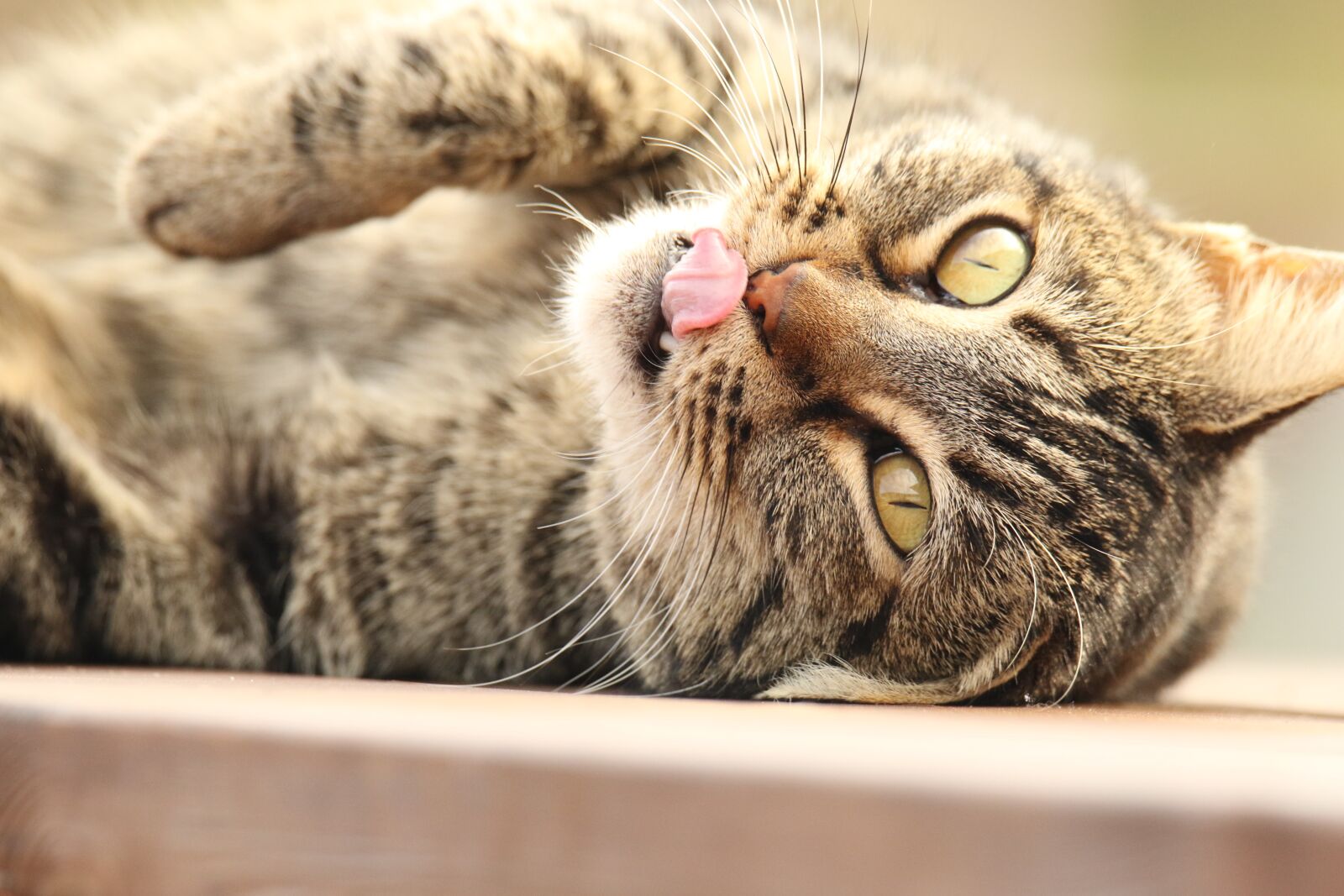 Canon EOS 7D Mark II sample photo. Animal, cat, portrait photography