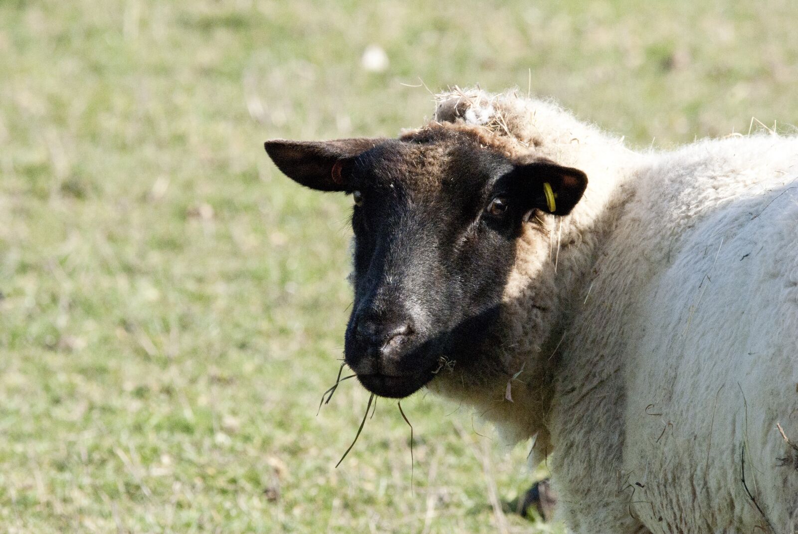 Nikon D3000 sample photo. Sheep, sheep sun bathing photography