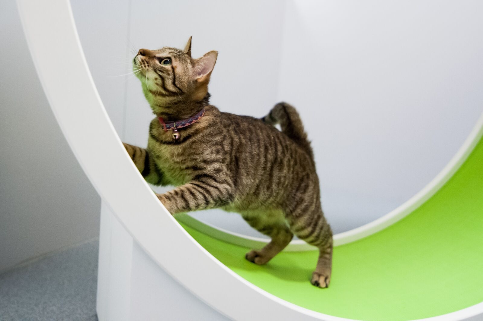 Nikon D700 sample photo. Cat, cat room, kitty photography