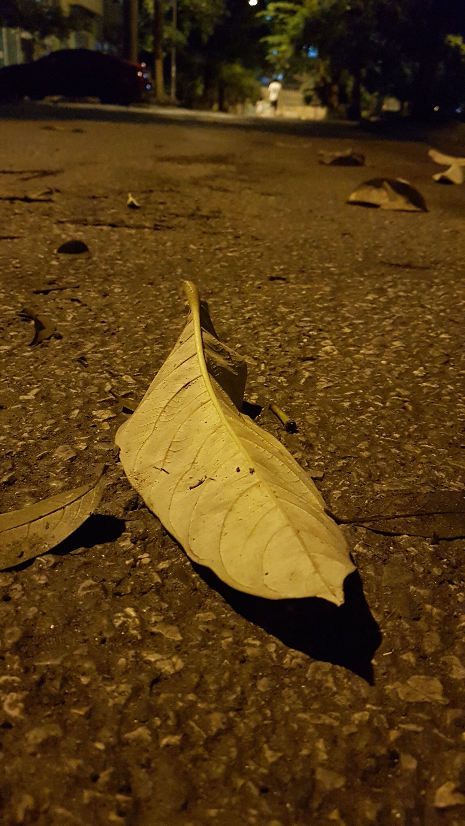 Samsung Galaxy Note Fan Edition sample photo. Leaf, road, tree photography