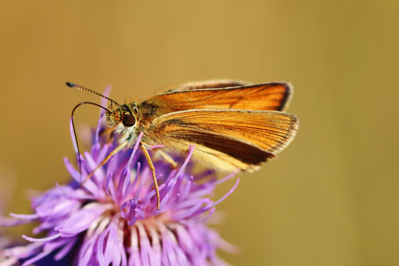 Tamron SP 90mm F2.8 Di VC USD 1:1 Macro sample photo. Butterfly, skipper, nature photography